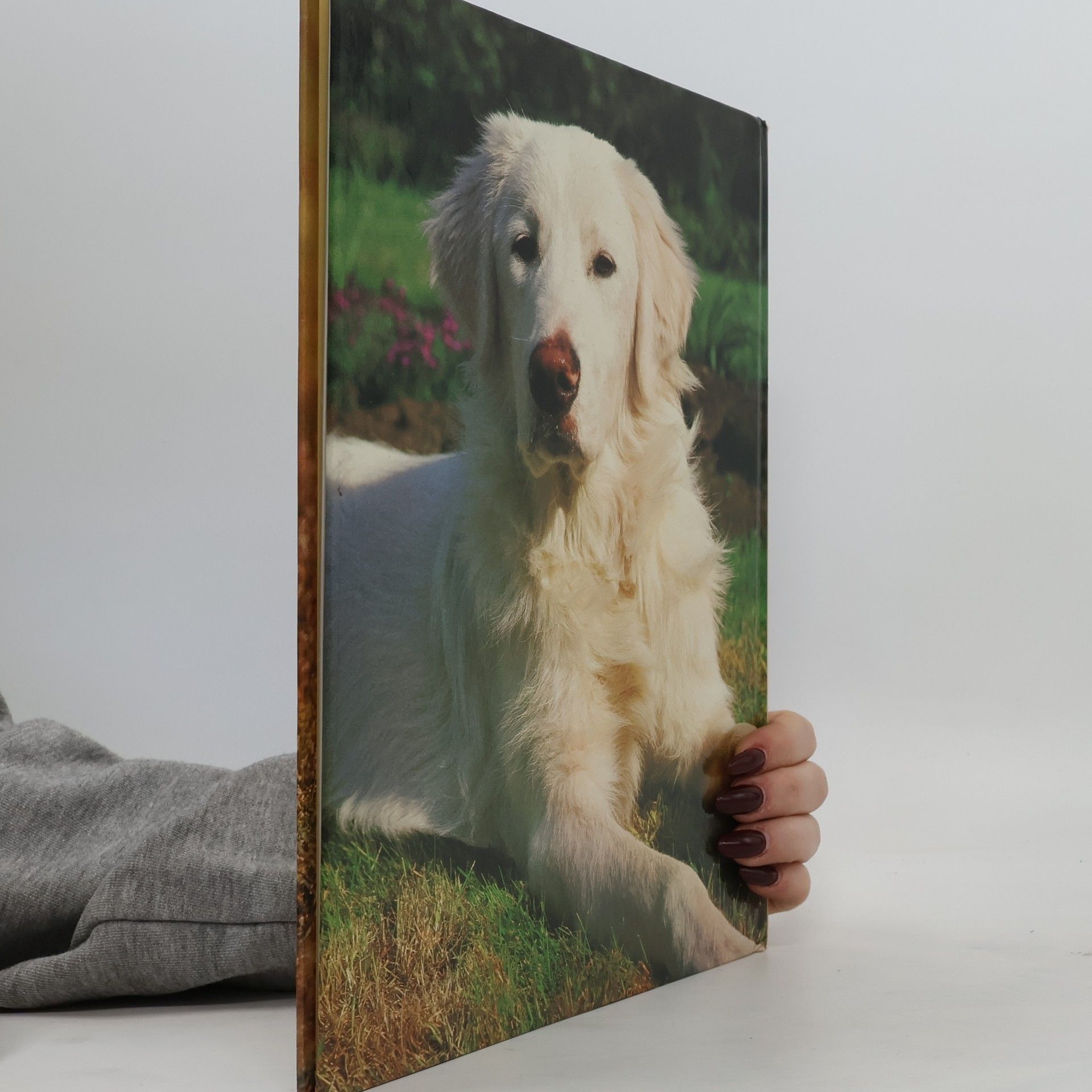 Autorenkollektiv Die Welt der Hunde