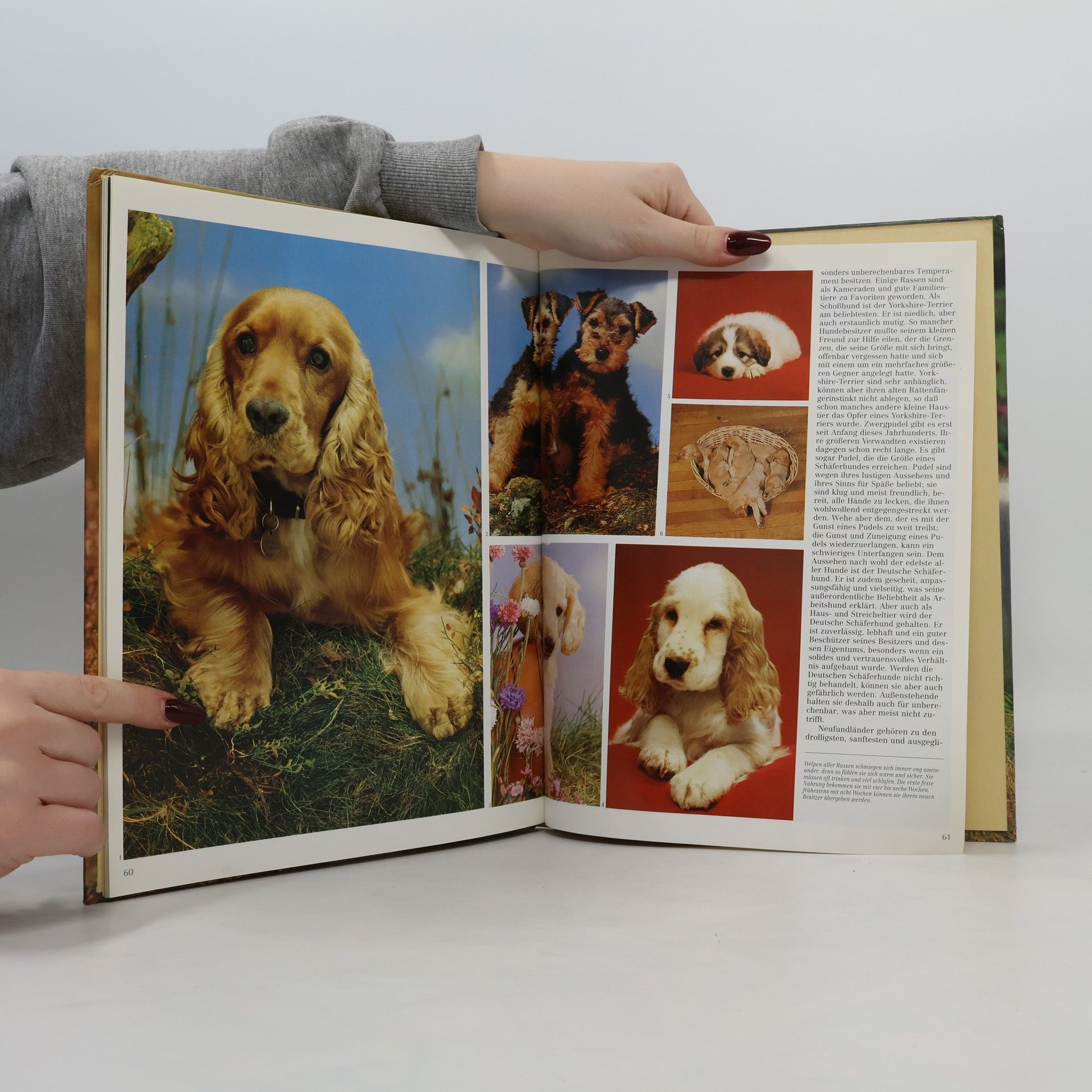Autorenkollektiv Die Welt der Hunde