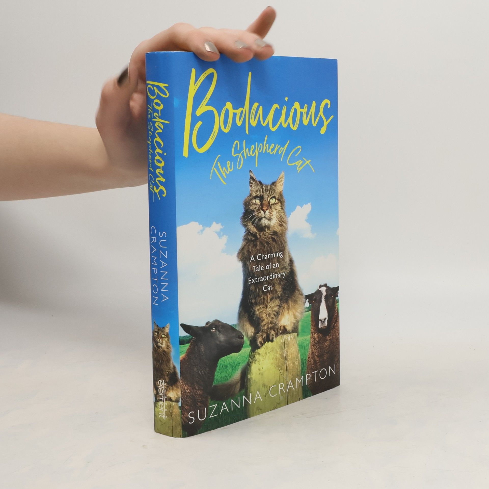 Bodacious: The Shepherd Cat