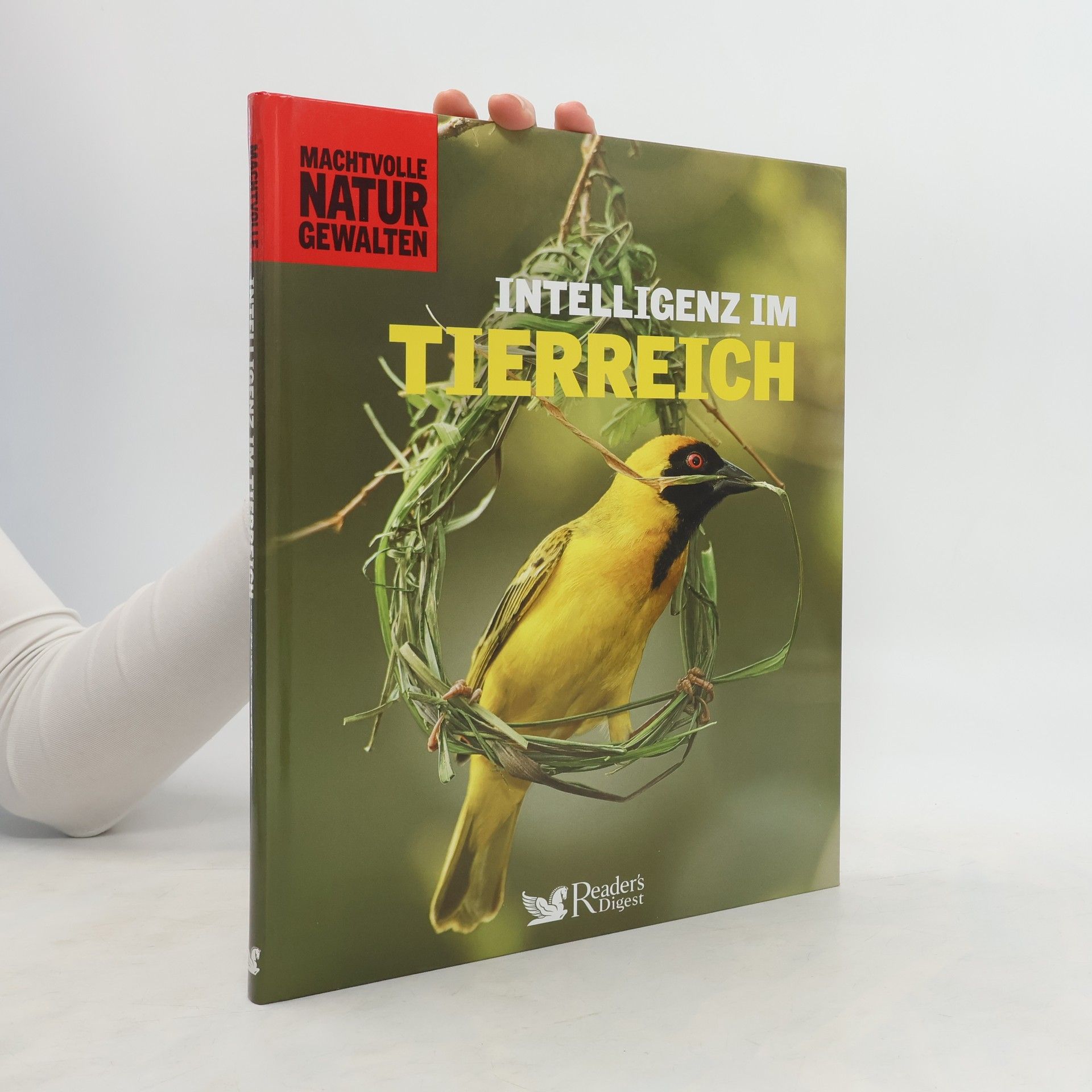 kolektiv Intelligenz im Tierreich