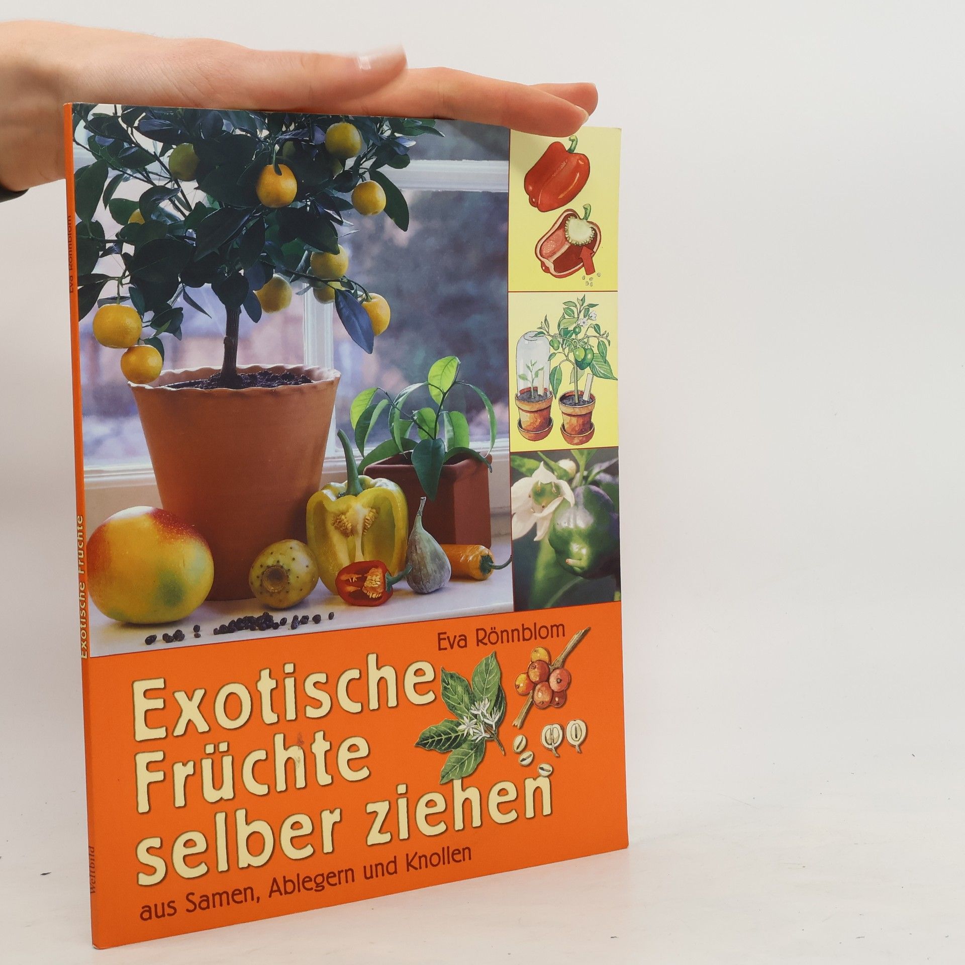 Eva Rönnblom Exotische Früchte selber ziehen aus Samen, Ablegern und Knollen