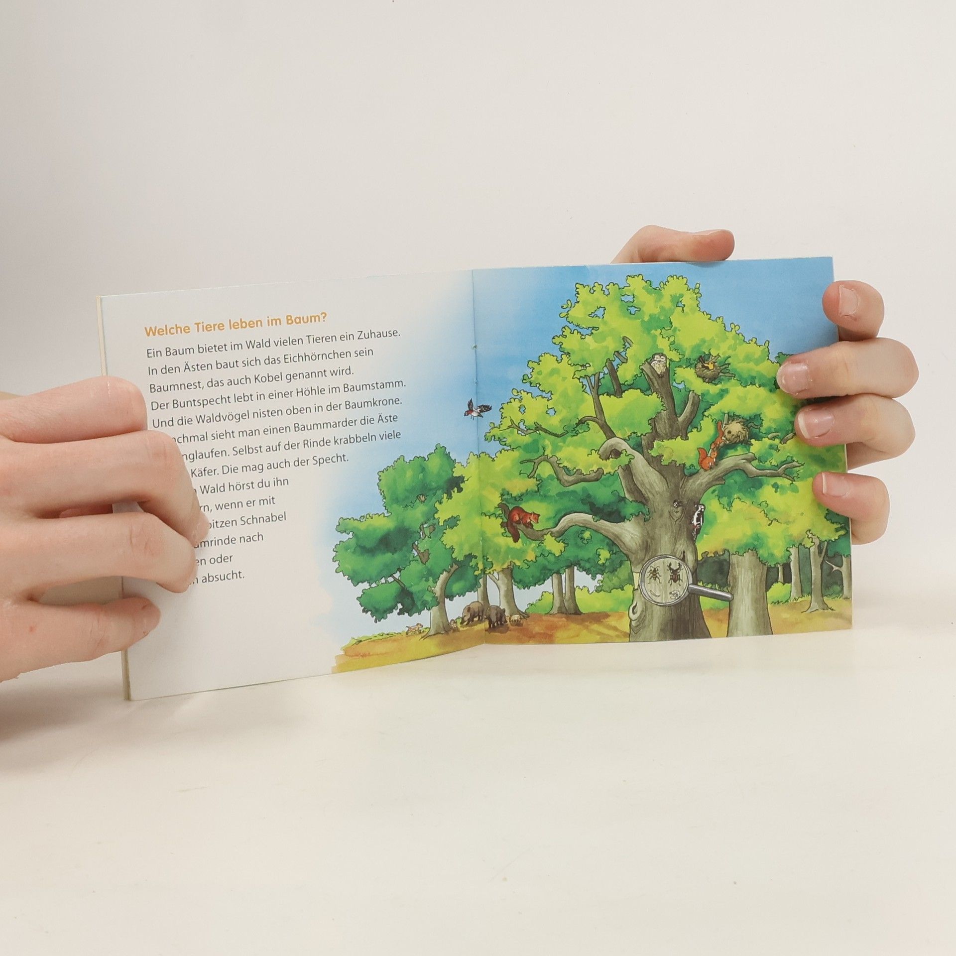 Autorenkollektiv Kinderwissen-Mini: Waldtiere