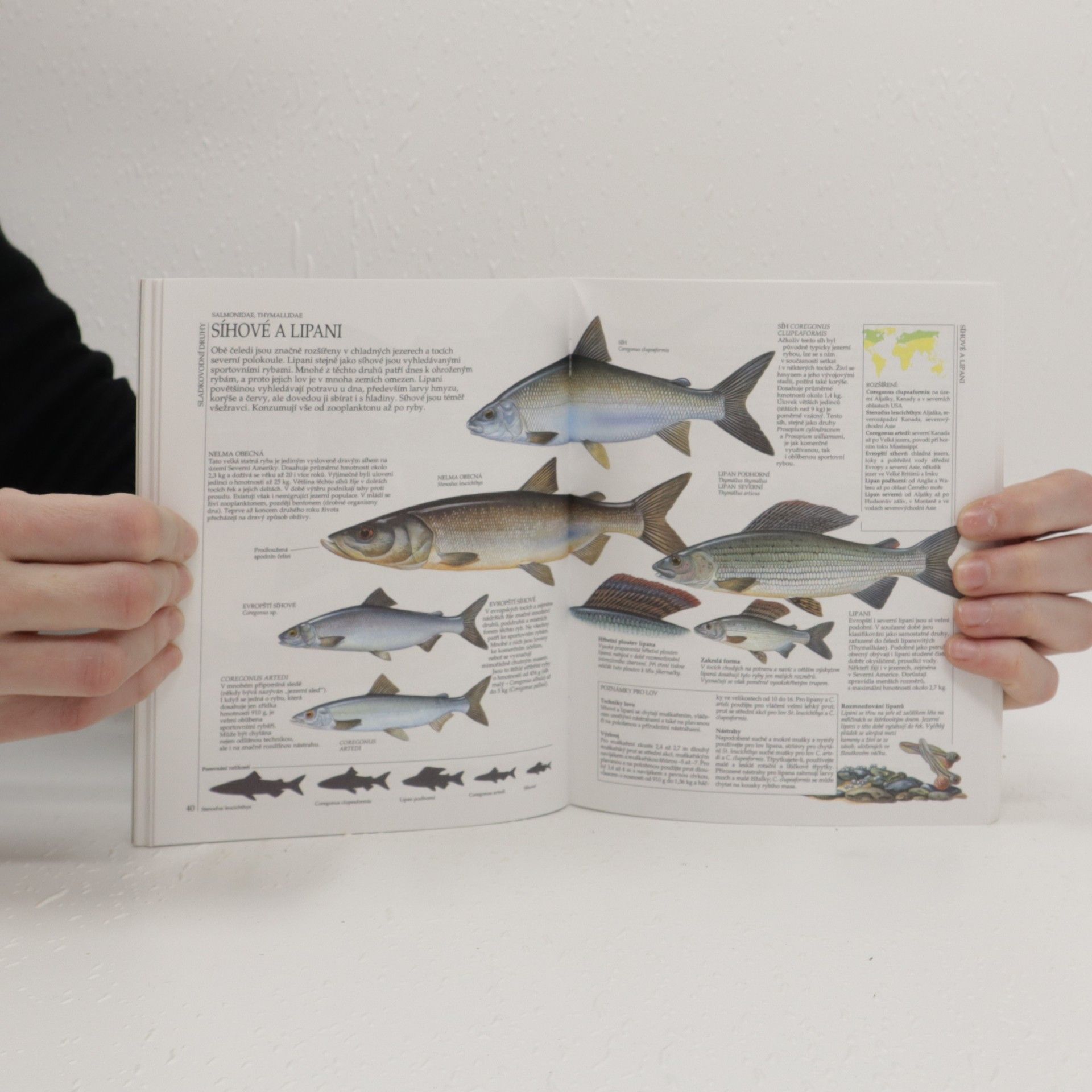 Autorenkollektiv Malá encyklopedie rybaření