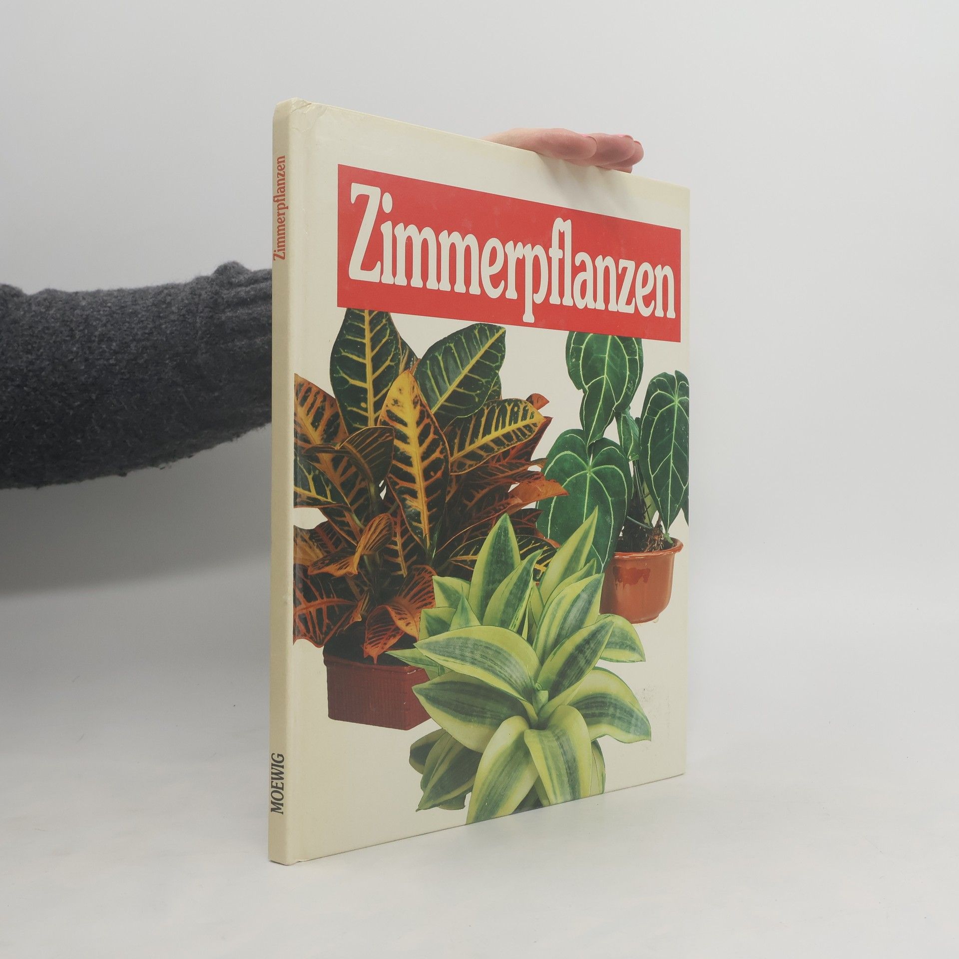 Esther Dorn Zimmerpflanzen