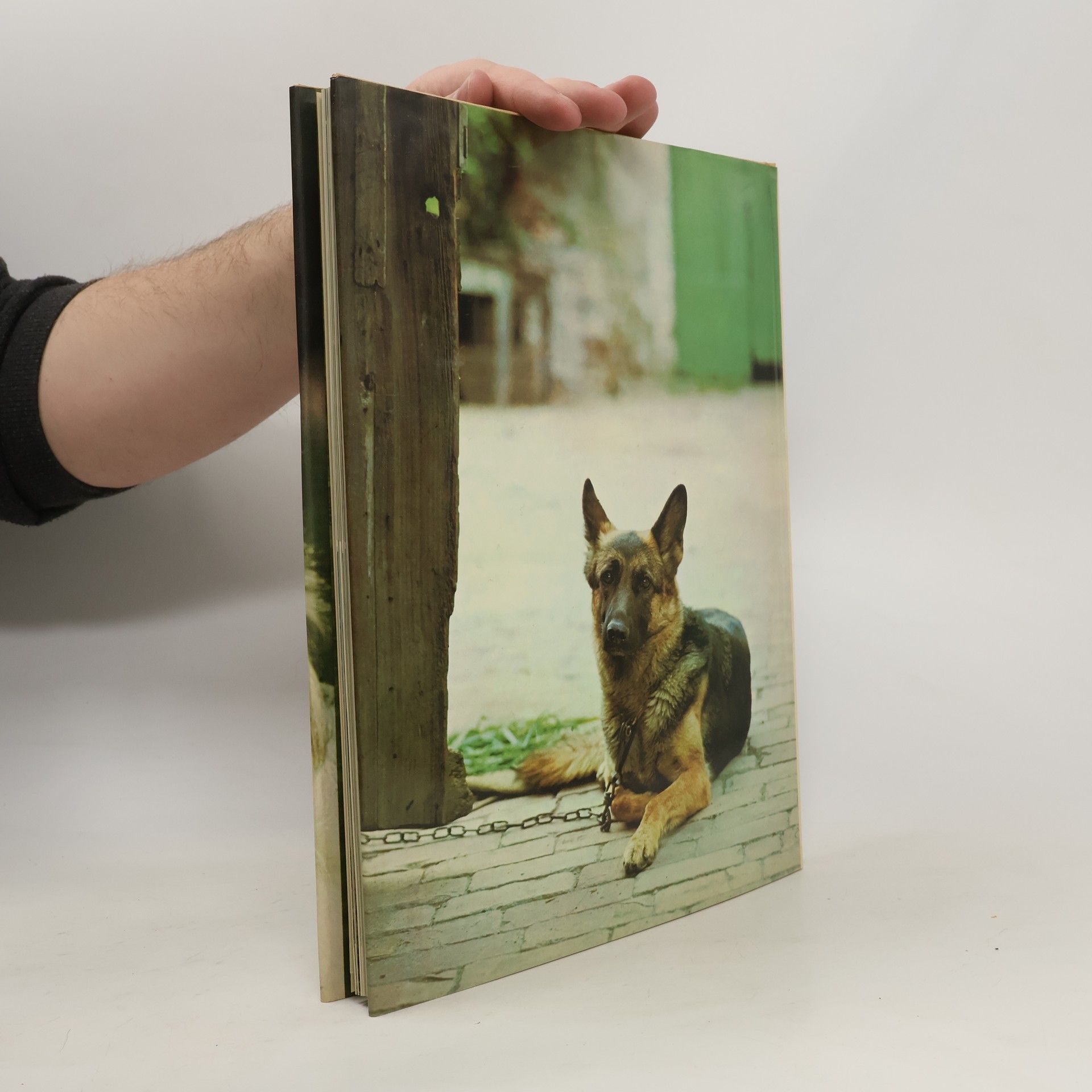 Wendy Boorer Hunde in Farbe