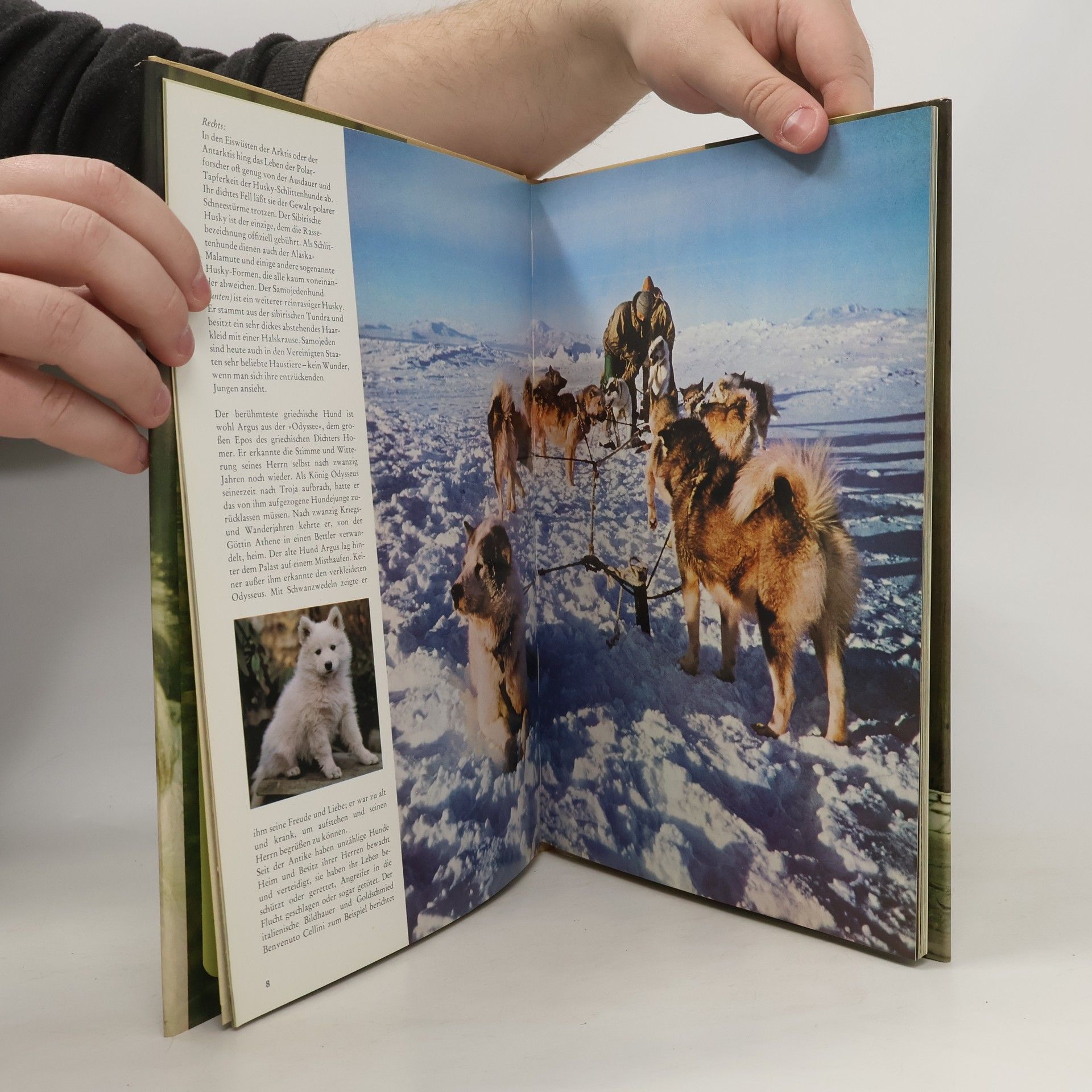 Wendy Boorer Hunde in Farbe