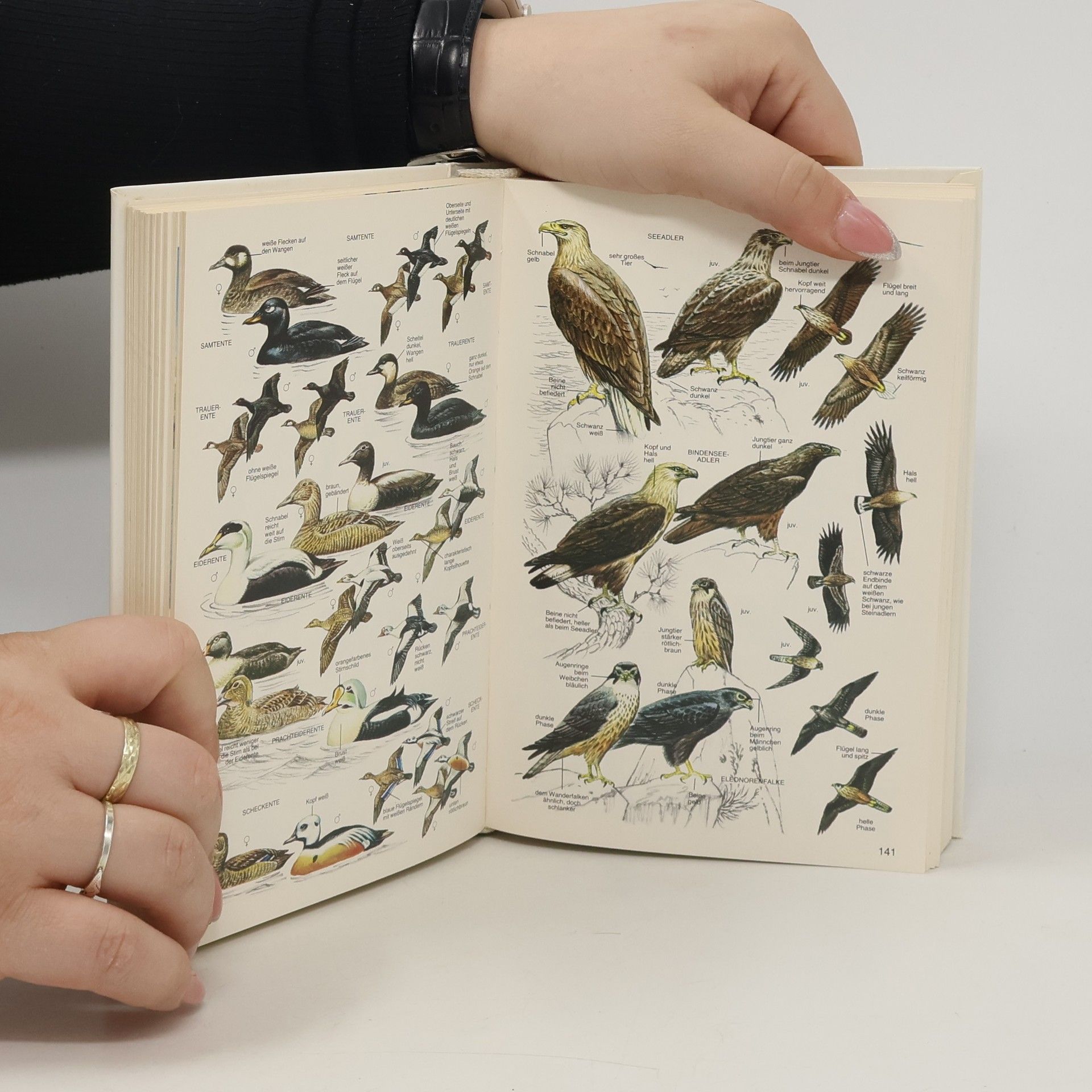 Francesco Mezzatesta Die Vogelwelt Europas