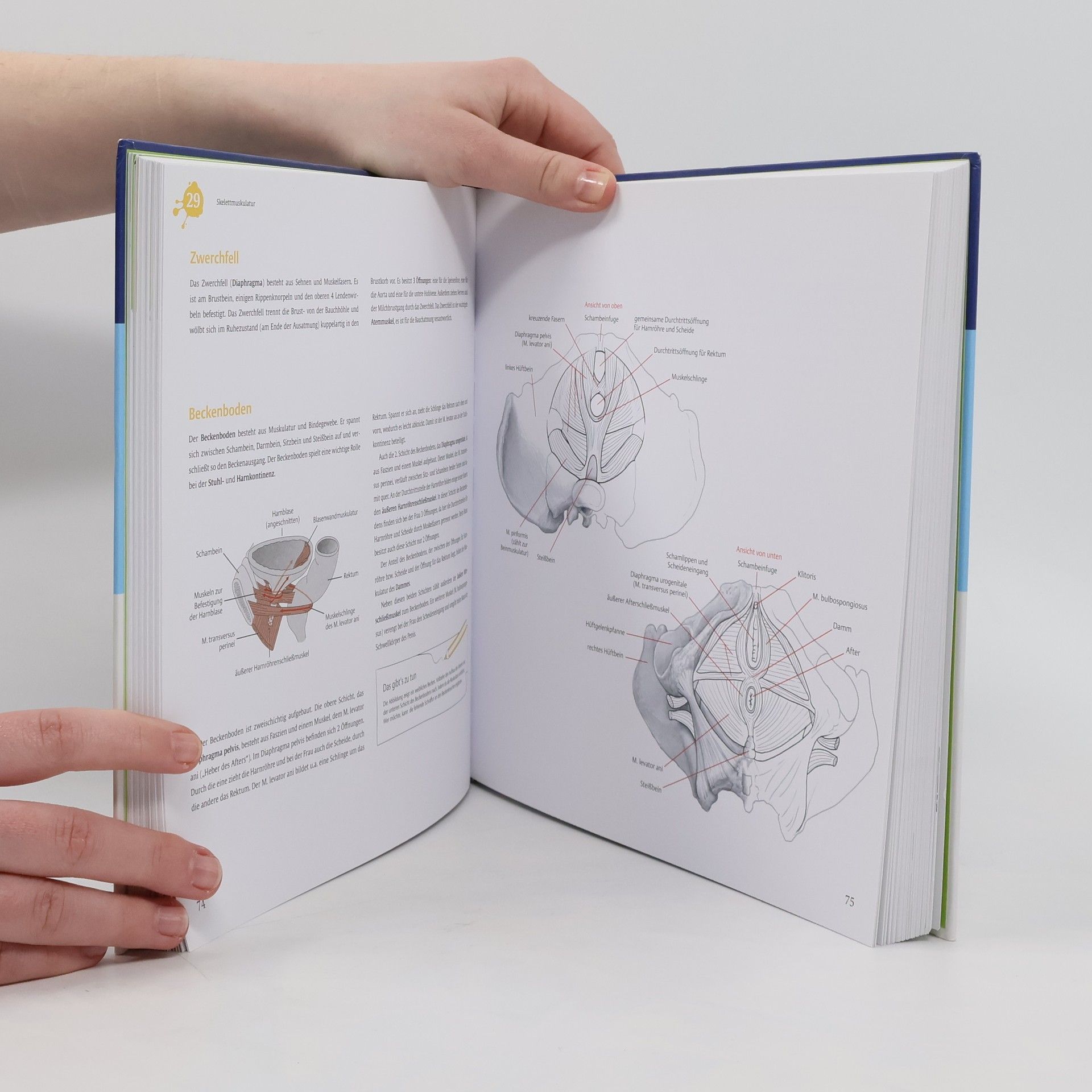 I care - Anatomie kreativ lernen