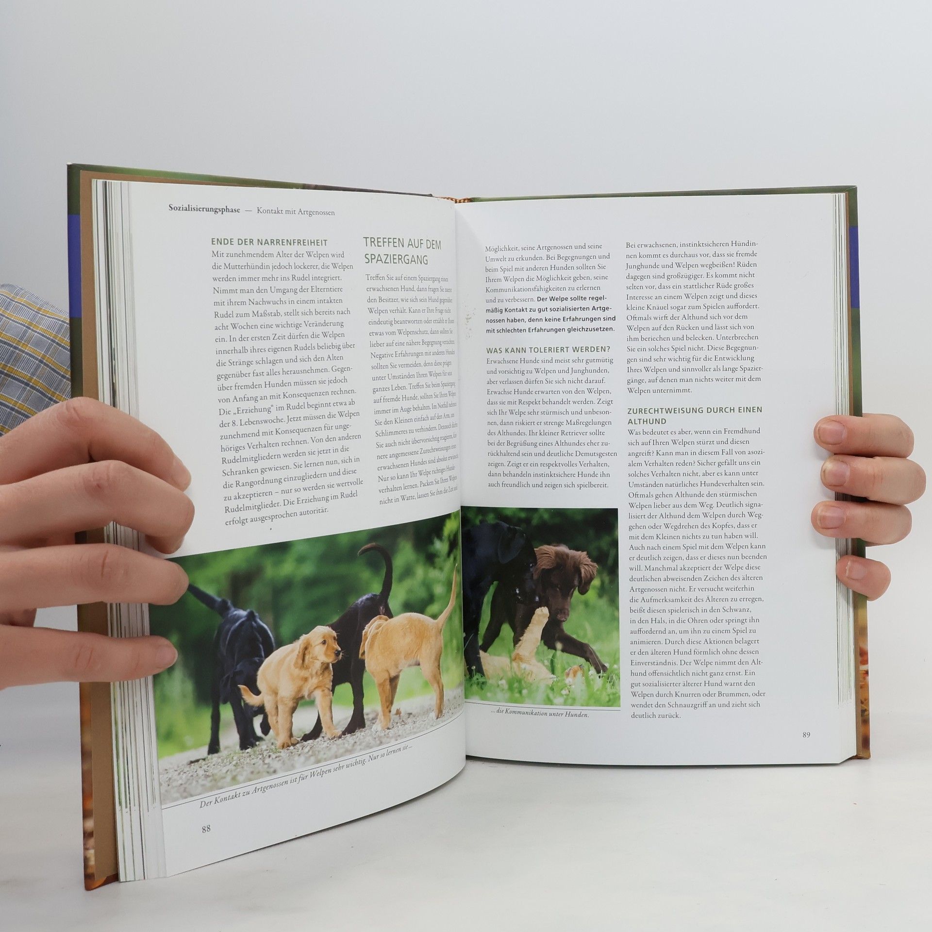 Norma Zvolsky Retriever-Schule für Welpen
