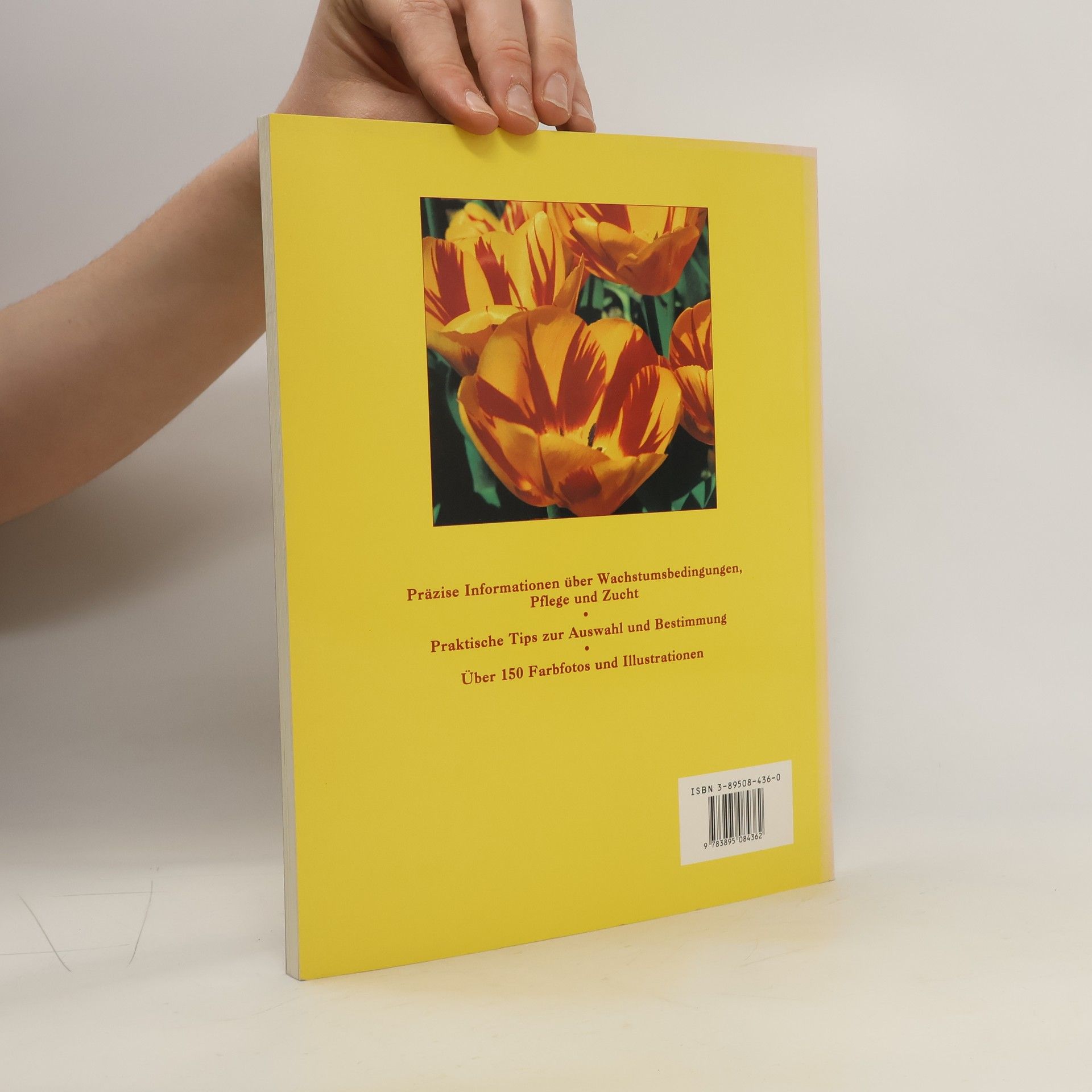 Stanley Killingback Tulpen
