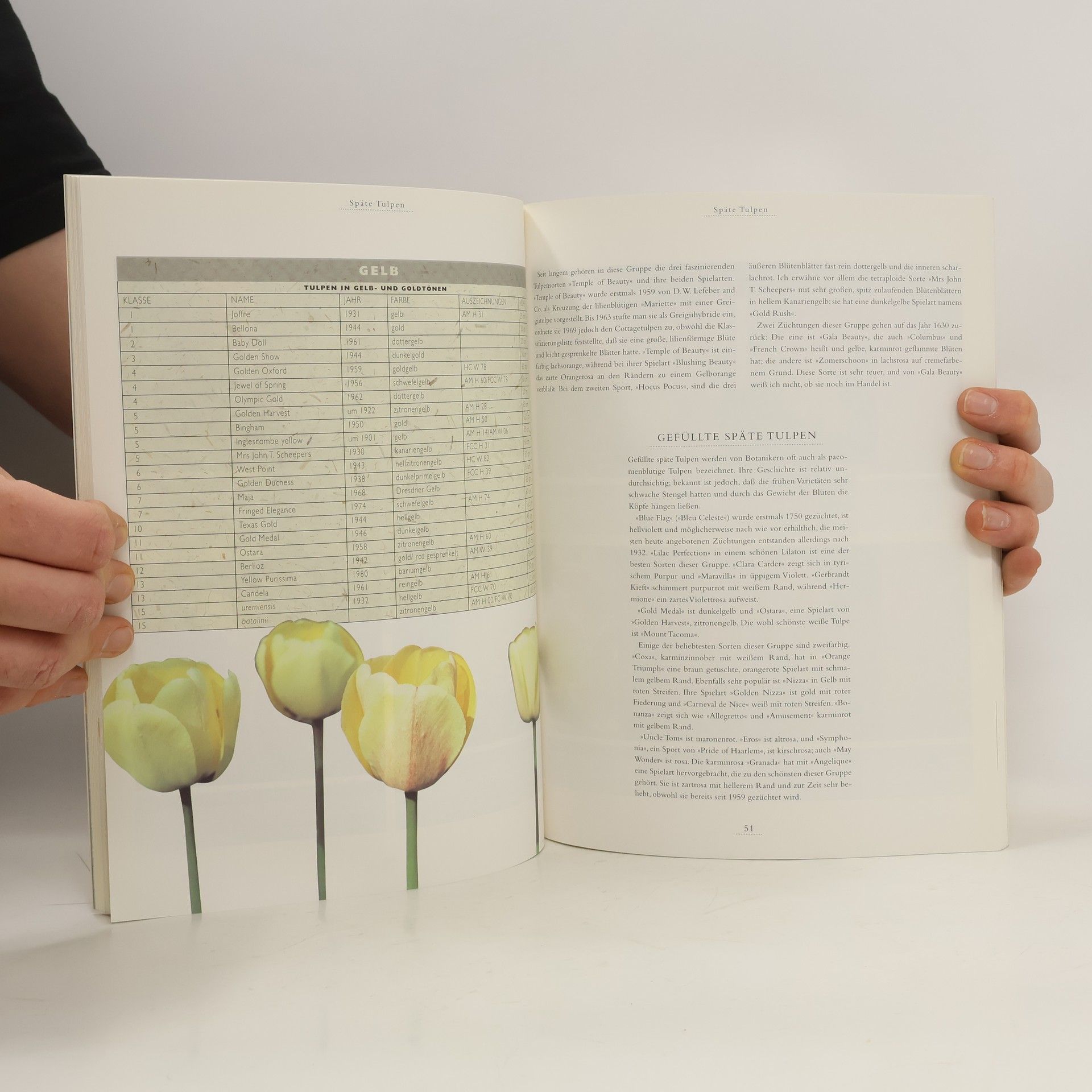 Stanley Killingback Tulpen