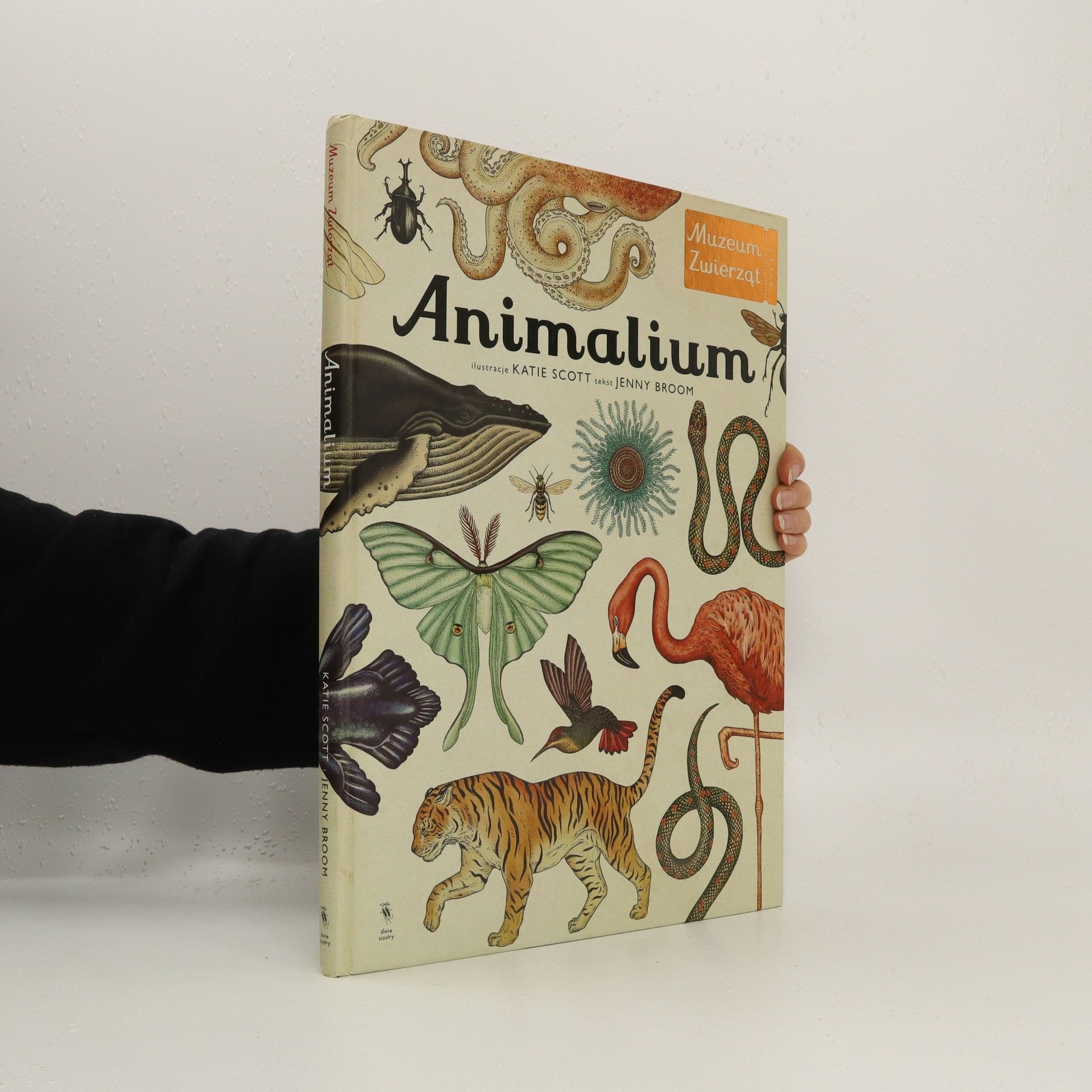 Katie Scott Animalium : muzeum zwierząt