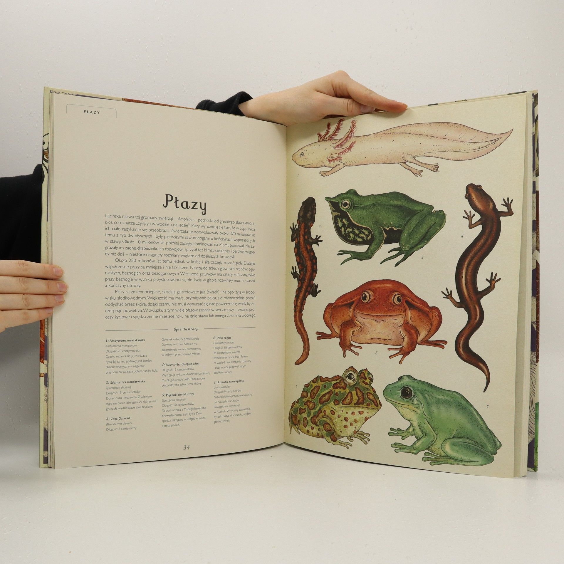 Katie Scott Animalium : muzeum zwierząt