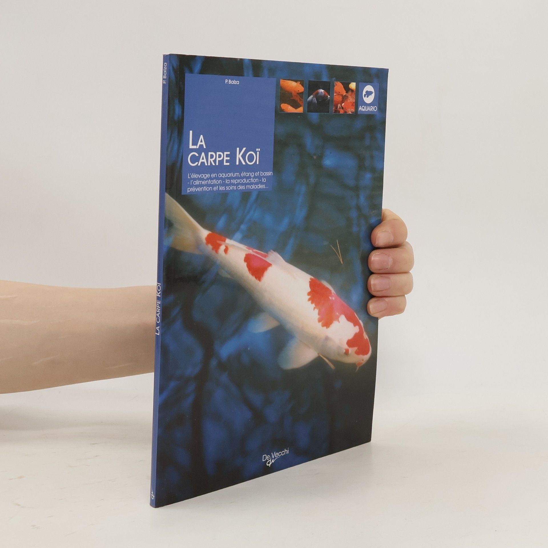 La carpe Koï