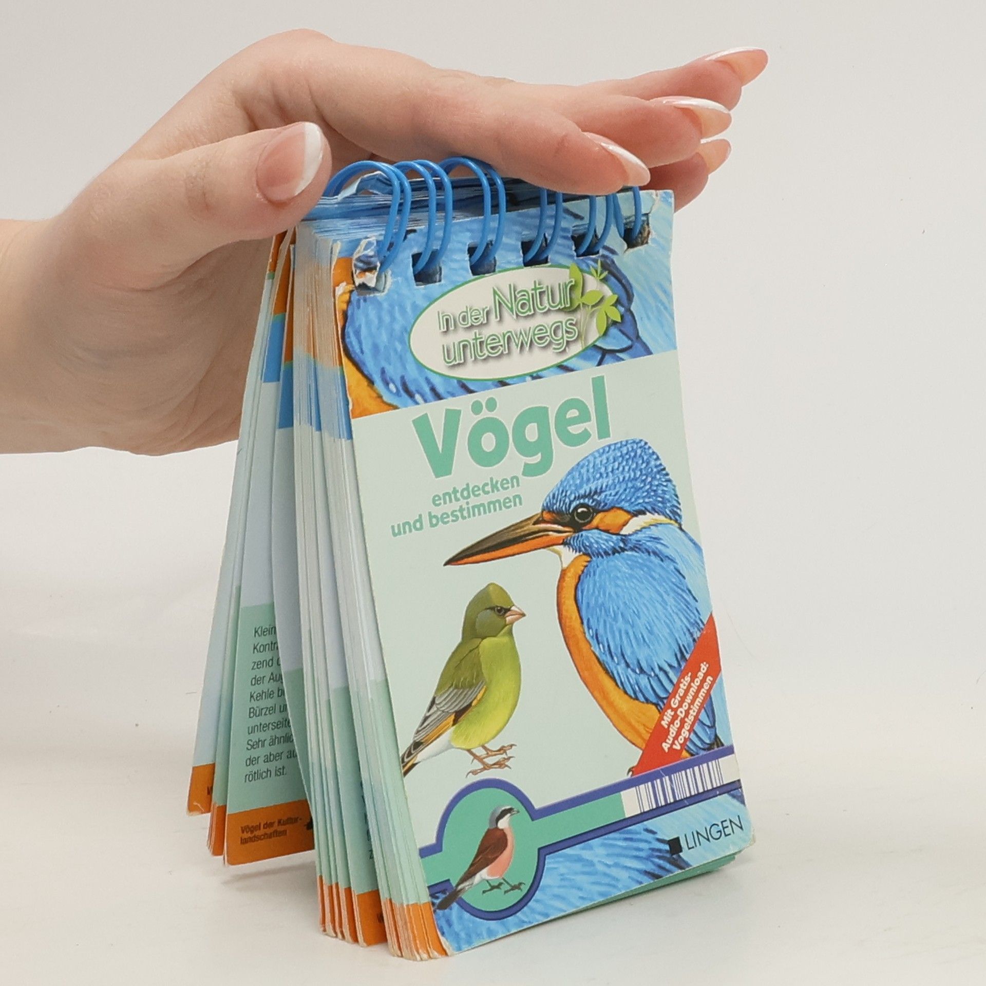 Autorenkollektiv Vögel entdecken und bestimmen