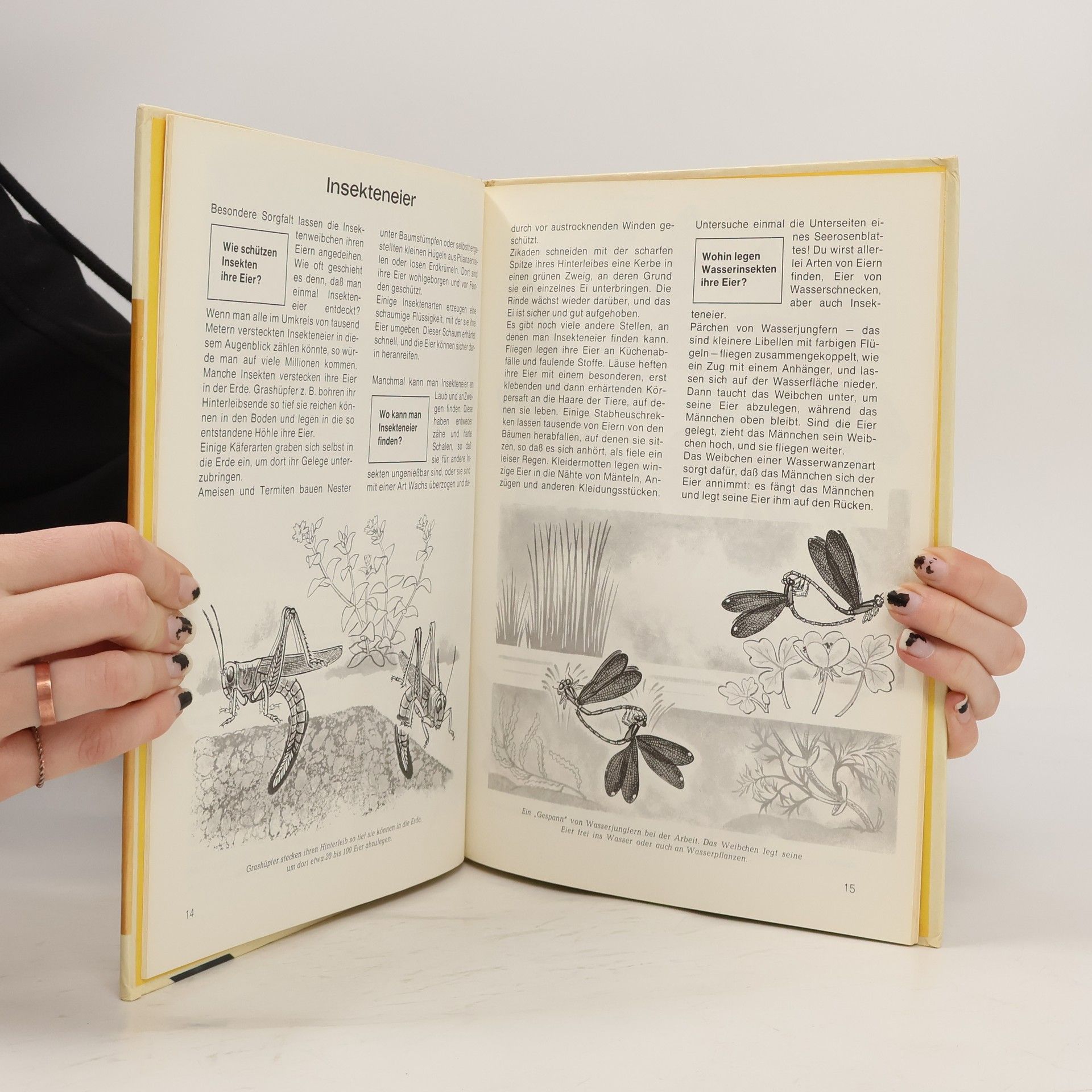 Sabine Steghaus Kovac Insekten