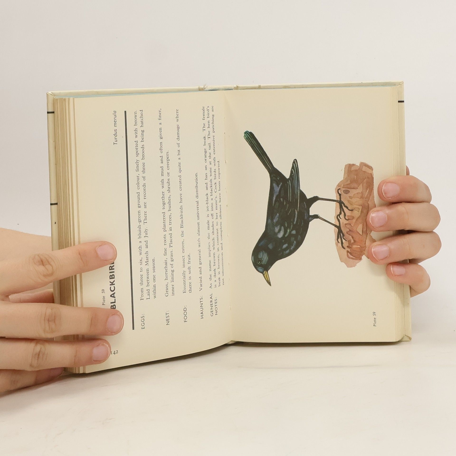 Kolektiv autorů Spotting Birds: A Pocket Guide, 109 Illustrations in Full Colour