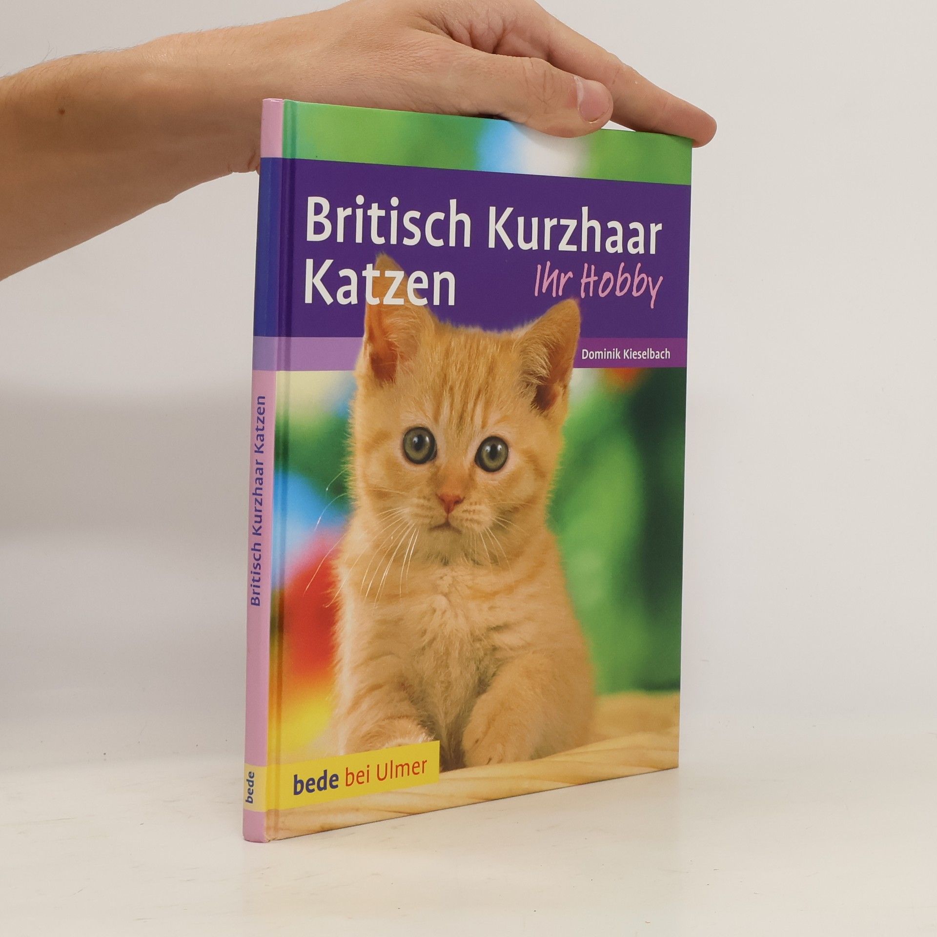 Dominik Kieselbach Britisch-Kurzhaar-Katzen