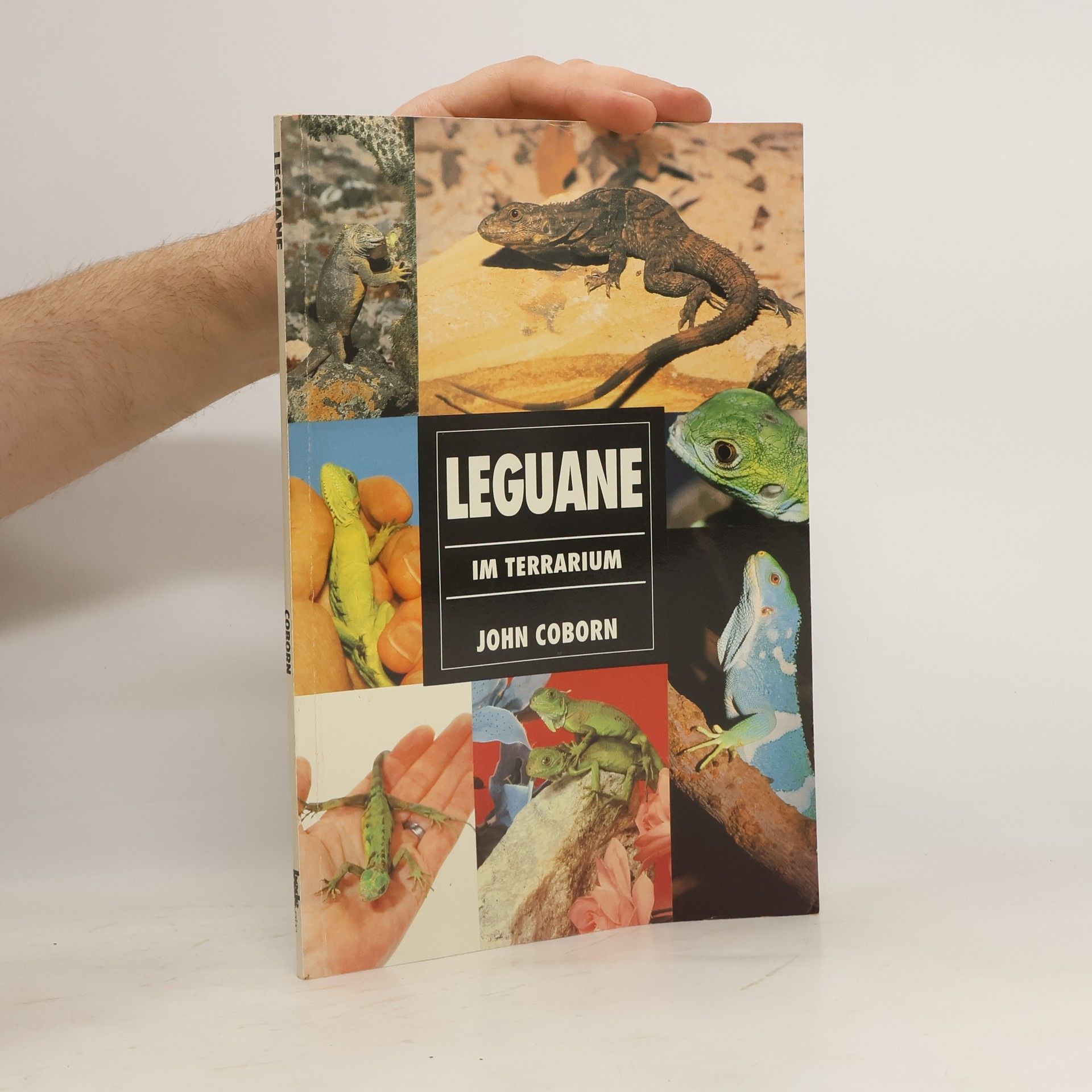 John Coborn Leguane im Terrarium