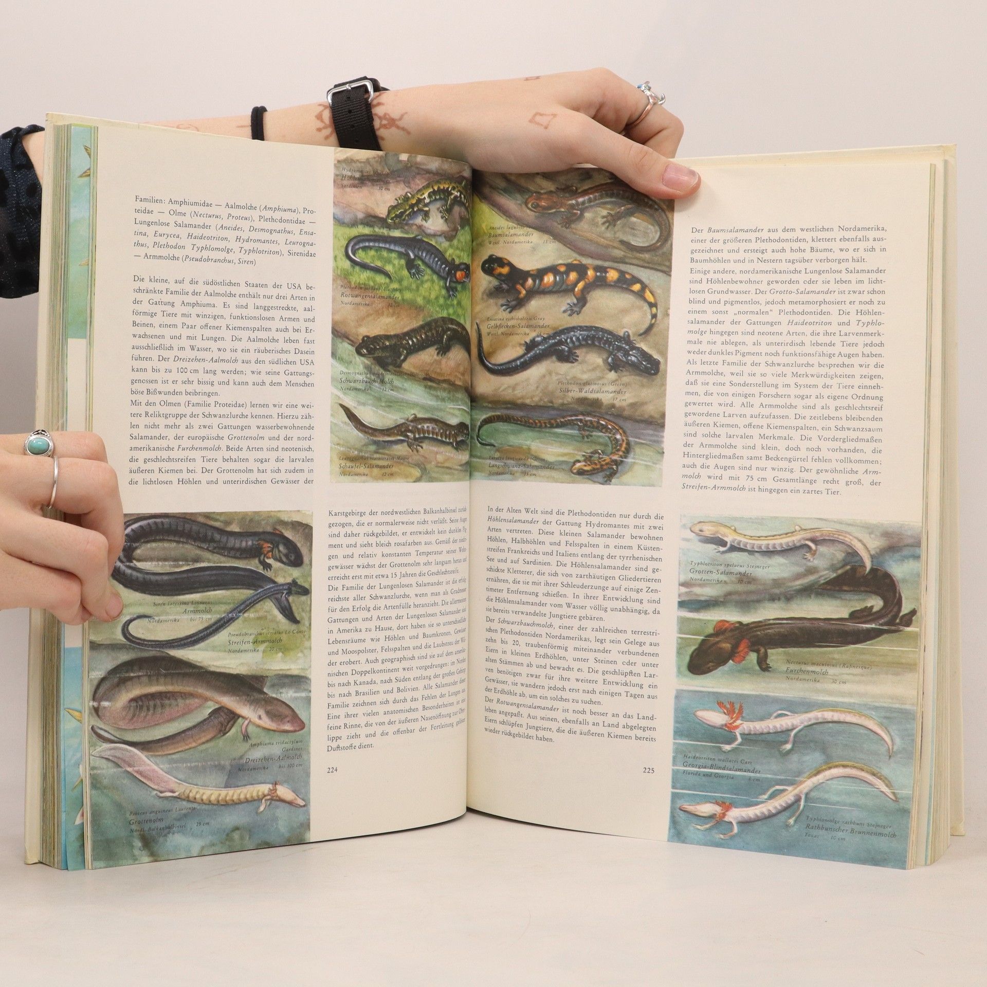 Wilhelm Eigener Großes farbiges Tierlexikon