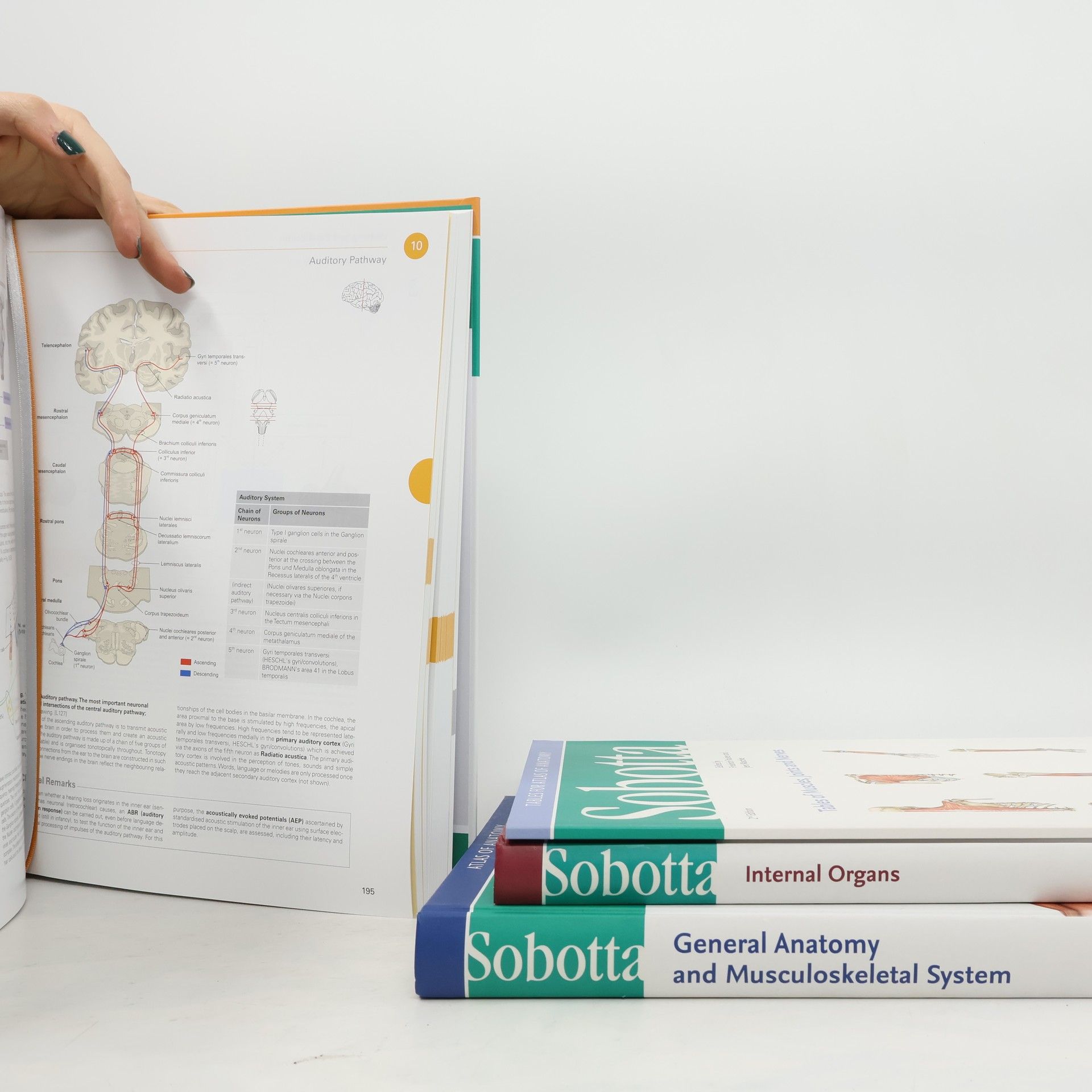 Friedrich Paulsen Sobotta Tables of Muscles, Joints and Nerves, English/Latin