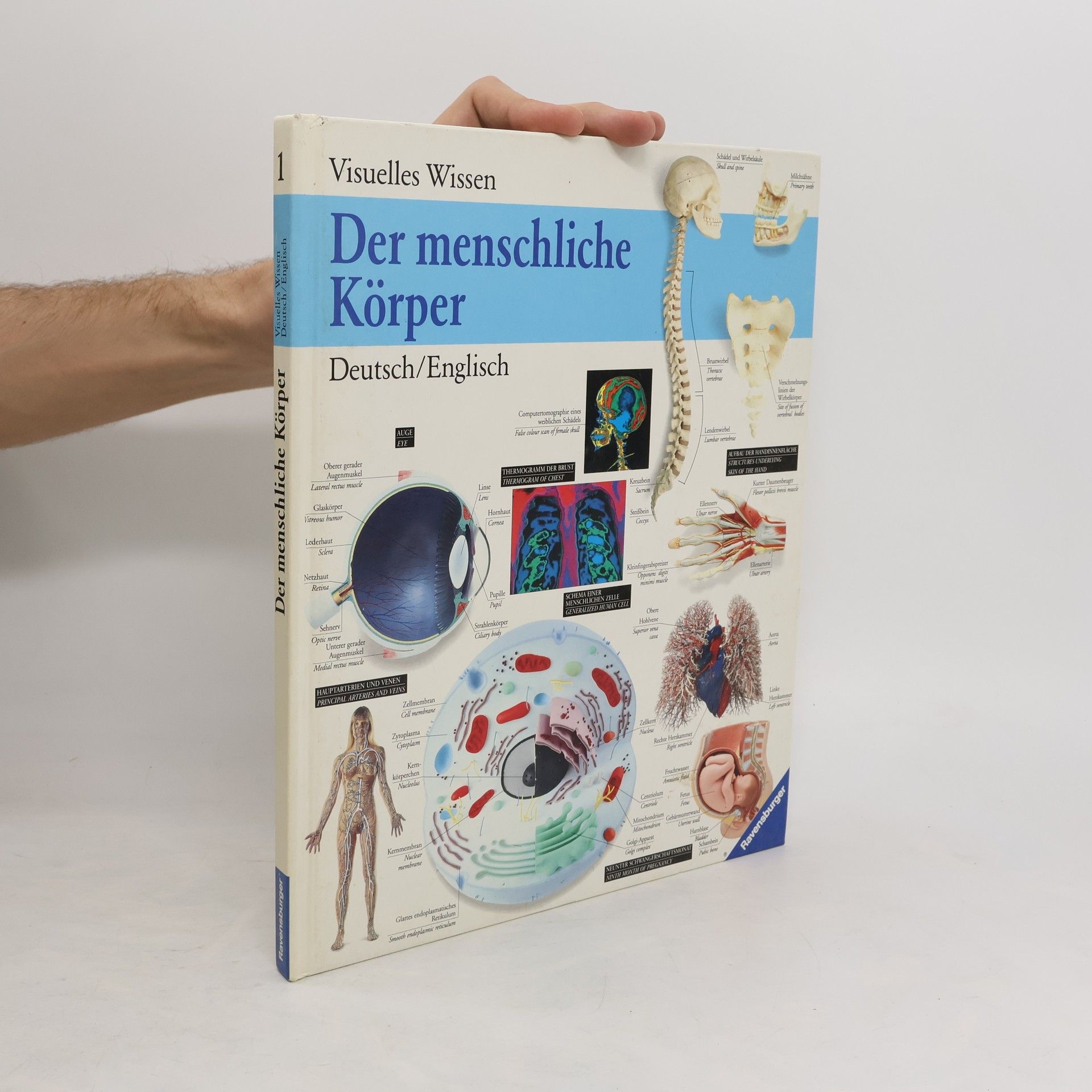 Mary Lindsay Der menschliche Körper