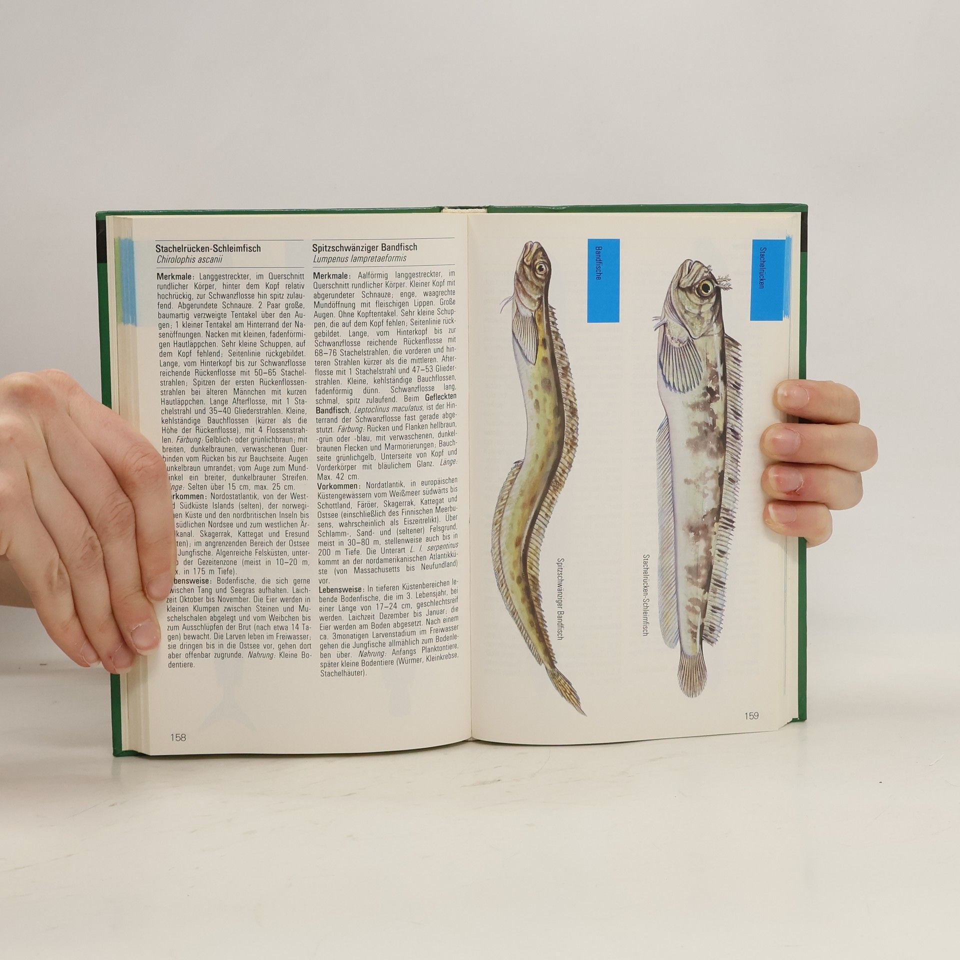 Various authors Meeresfische
