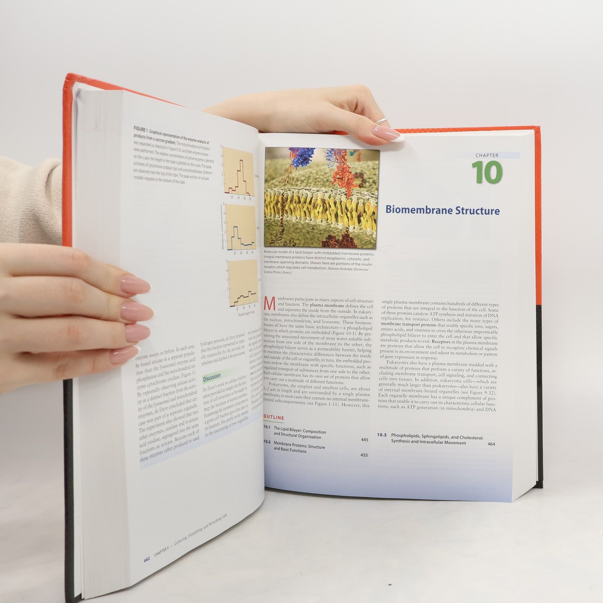 Harvey F. Lodish Molecular Cell Biology
