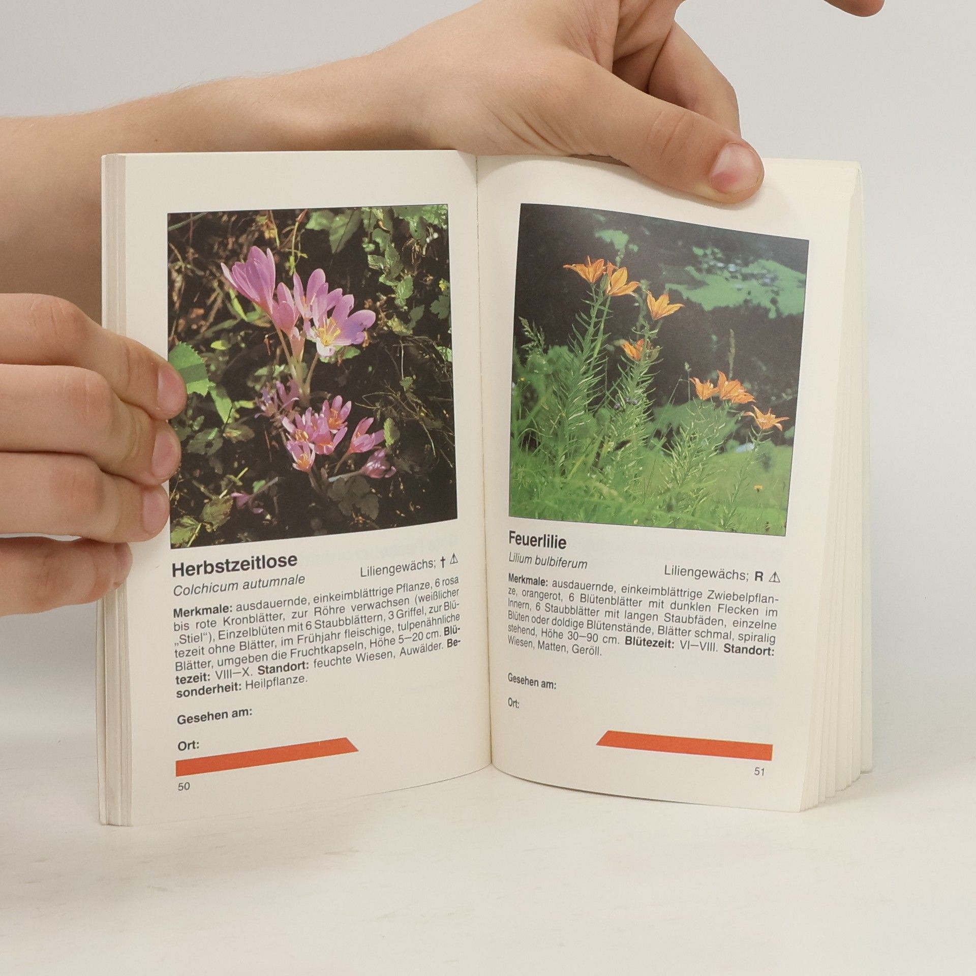 Autorenkollektiv Wiesenblumen
