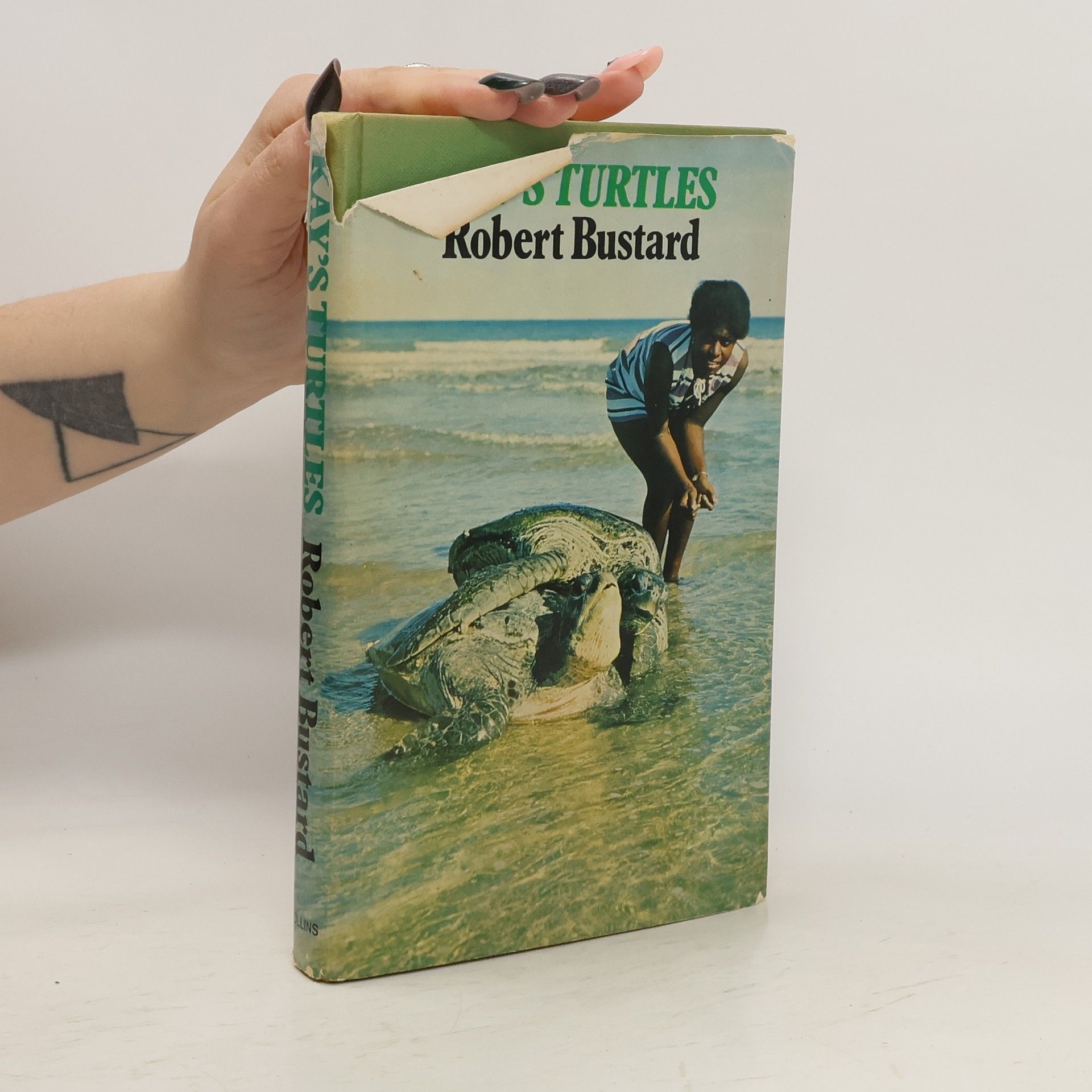 Robert Bustard Kay's Turtles