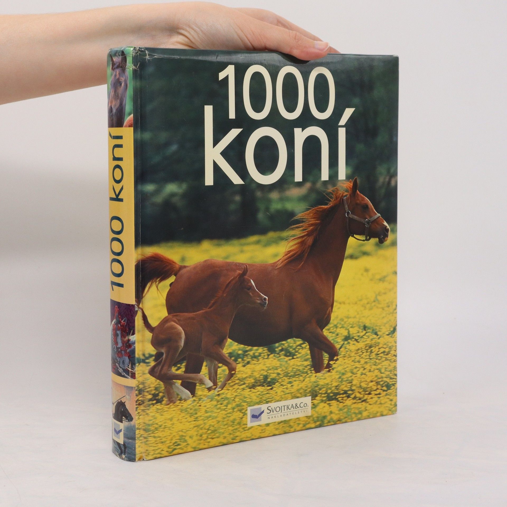 Ulrike Schöber 1000 koní