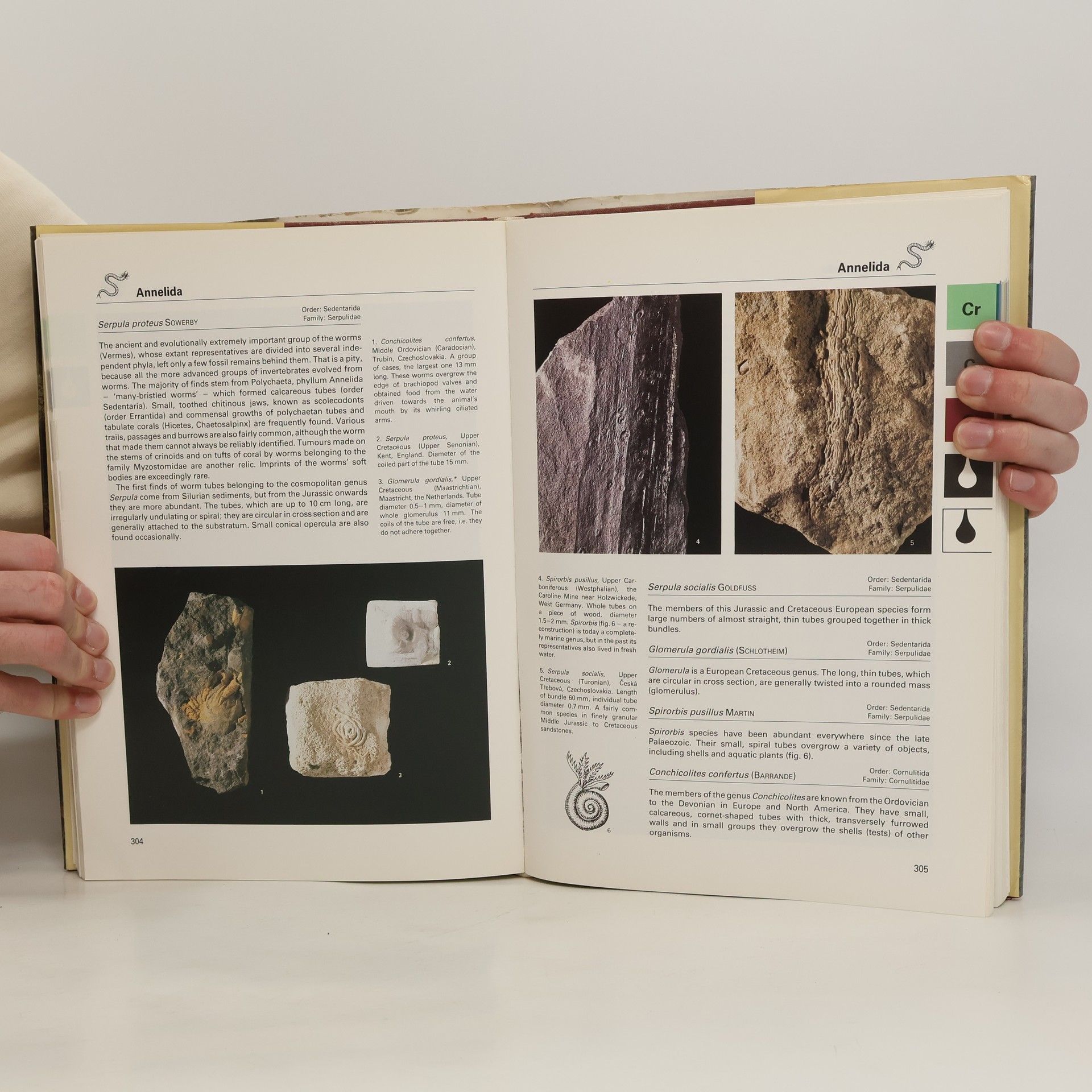 V Turek Fossils of the World