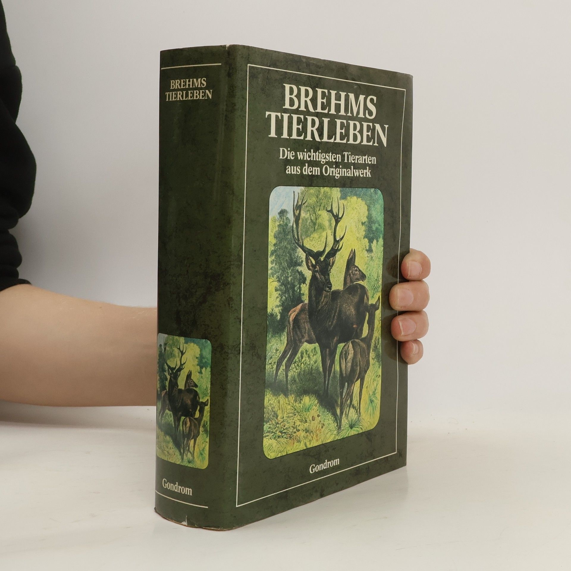 Gefion Stier Brehms Tierleben