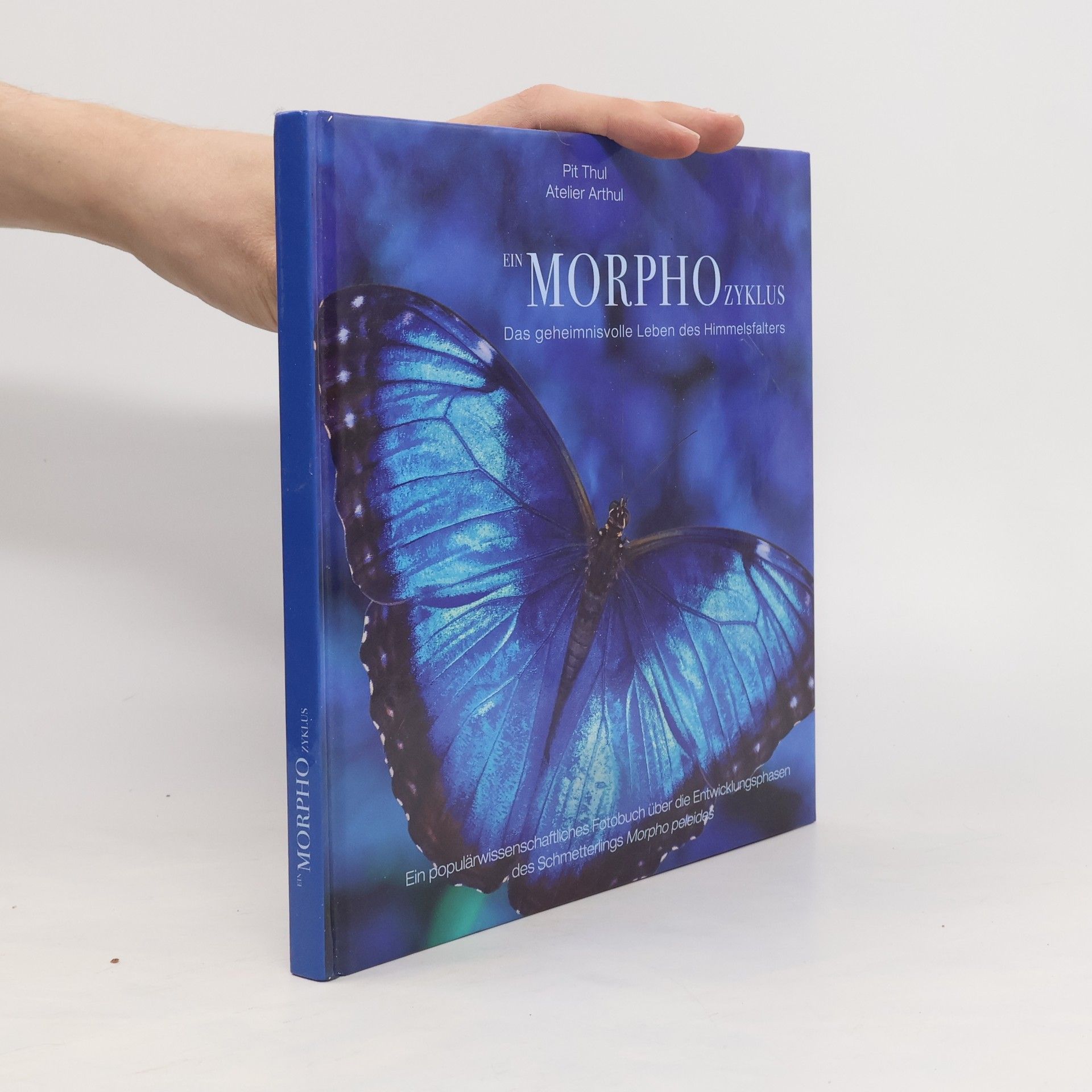 Pit Thul Ein Morphozyklus