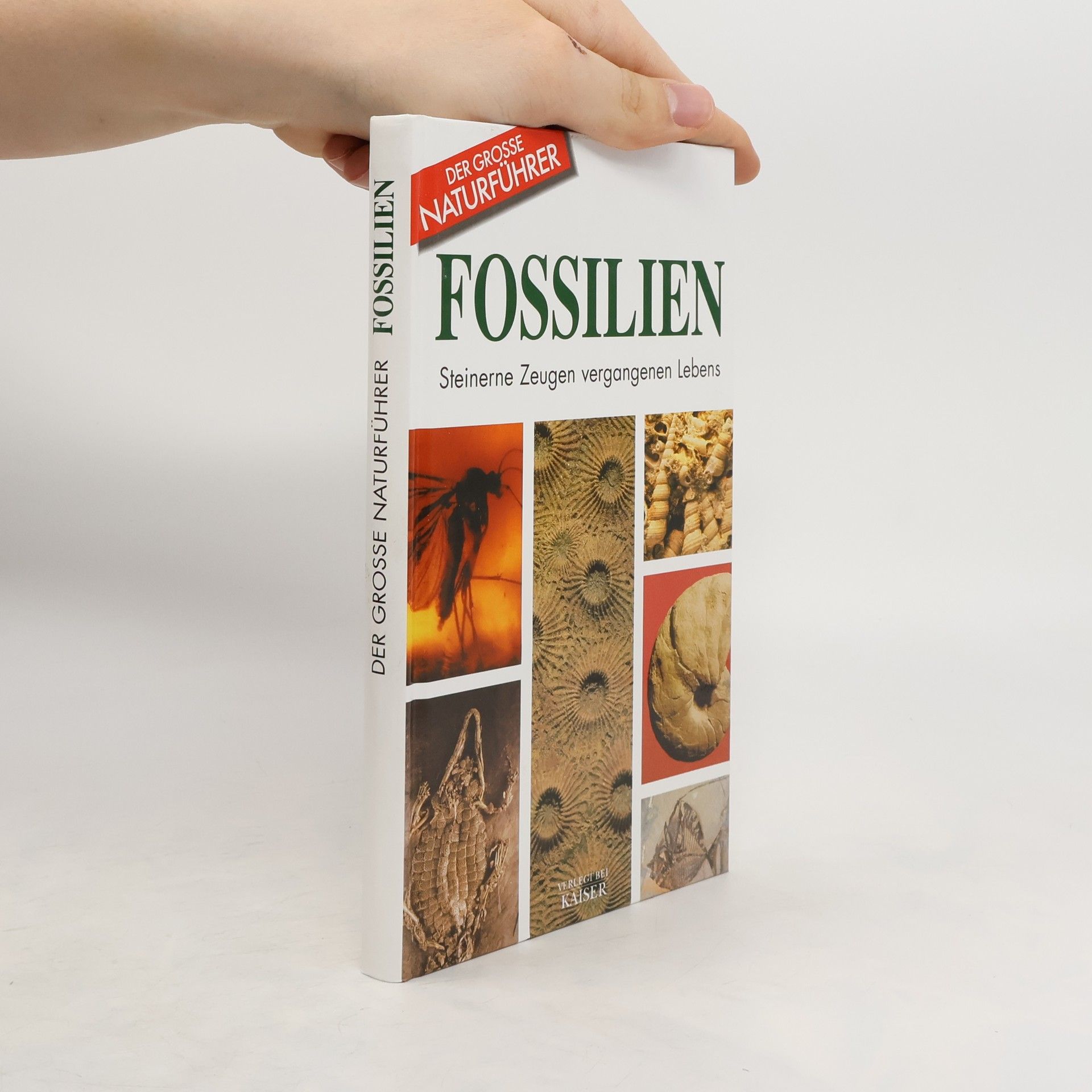 Giorgio Teruzzi Fossilien