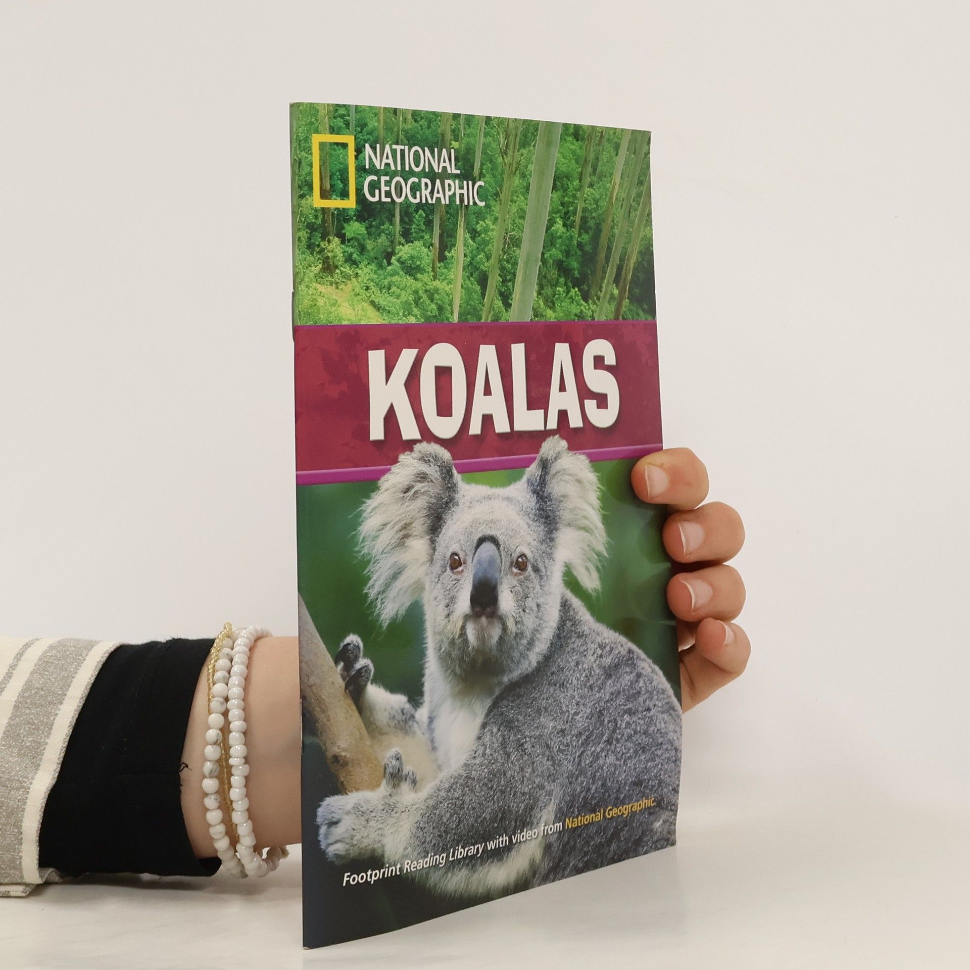 kolektiv Koalas