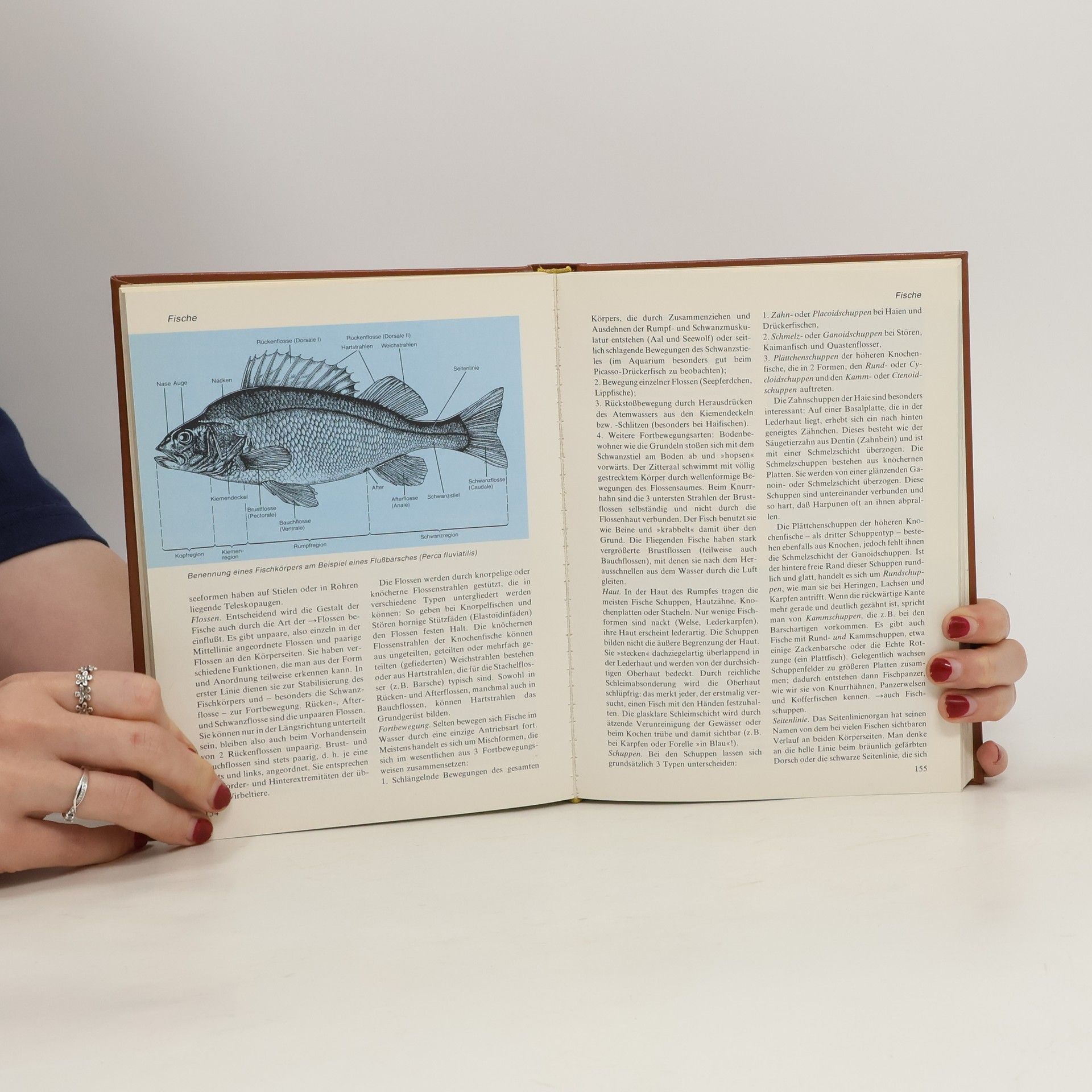 Kolektiv autorů Das moderne Tierlexikon 4