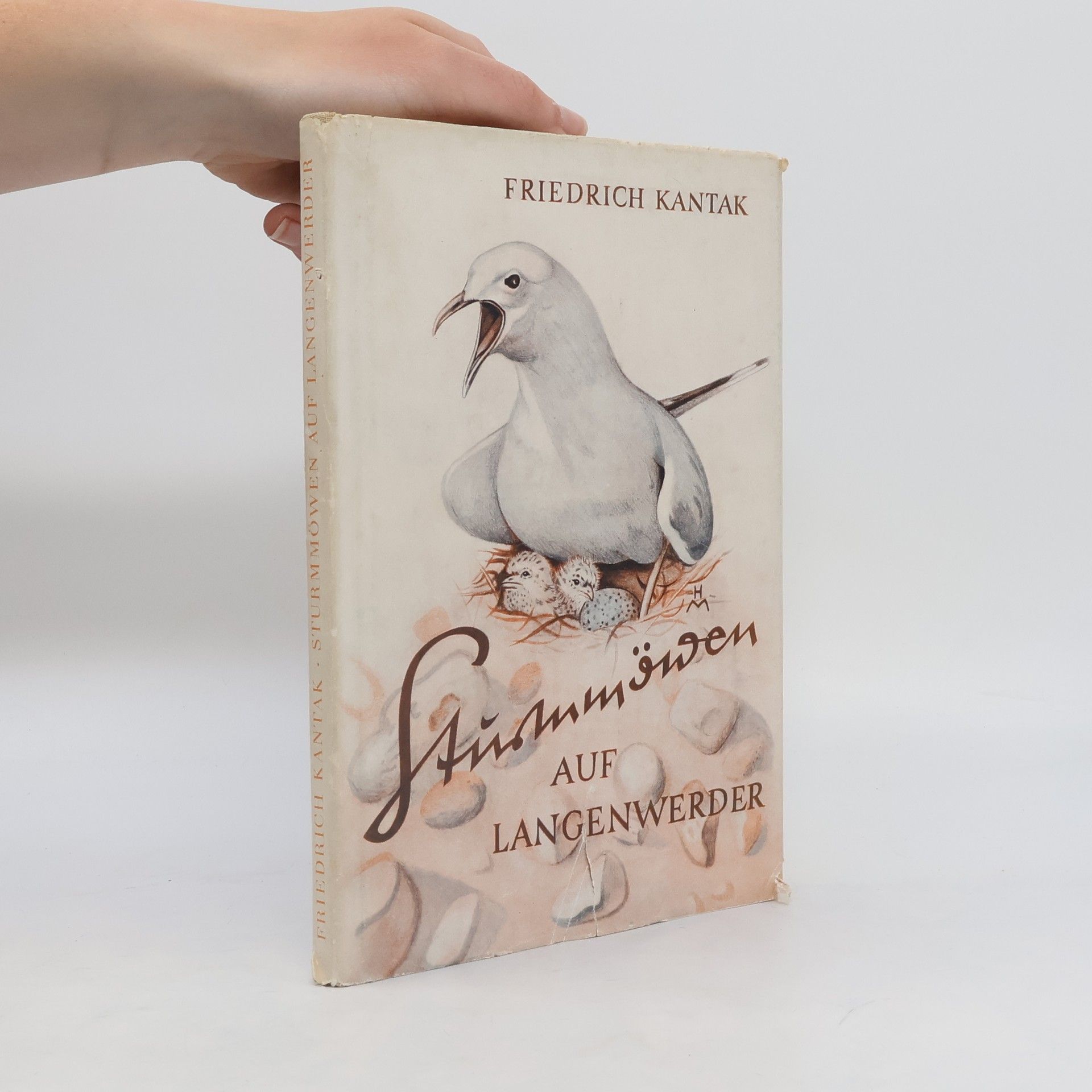 Friedrich Kantak Sturmmöwen auf Langenwerder