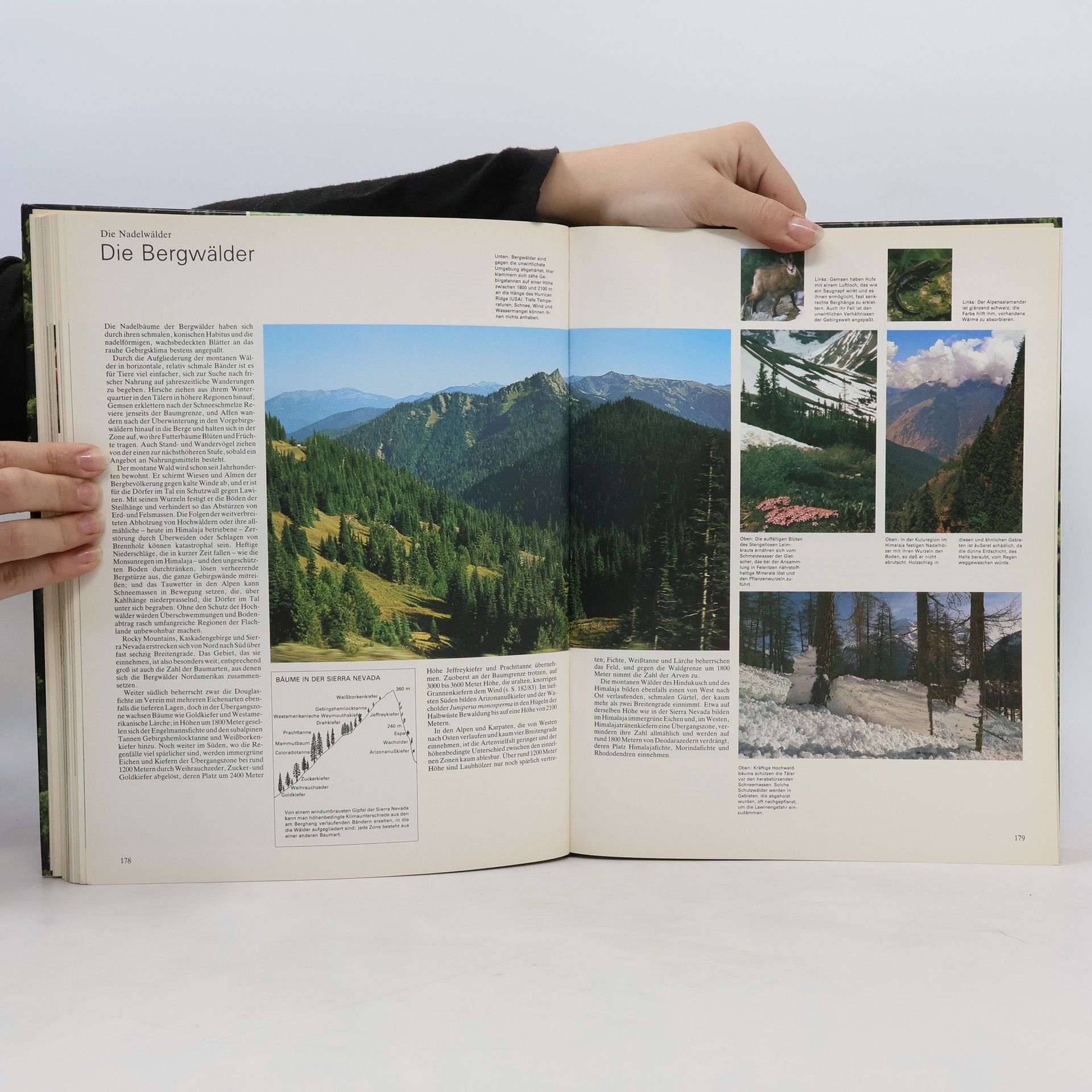 Hugh Johnson Das grosse Buch der Wälder und Bäume