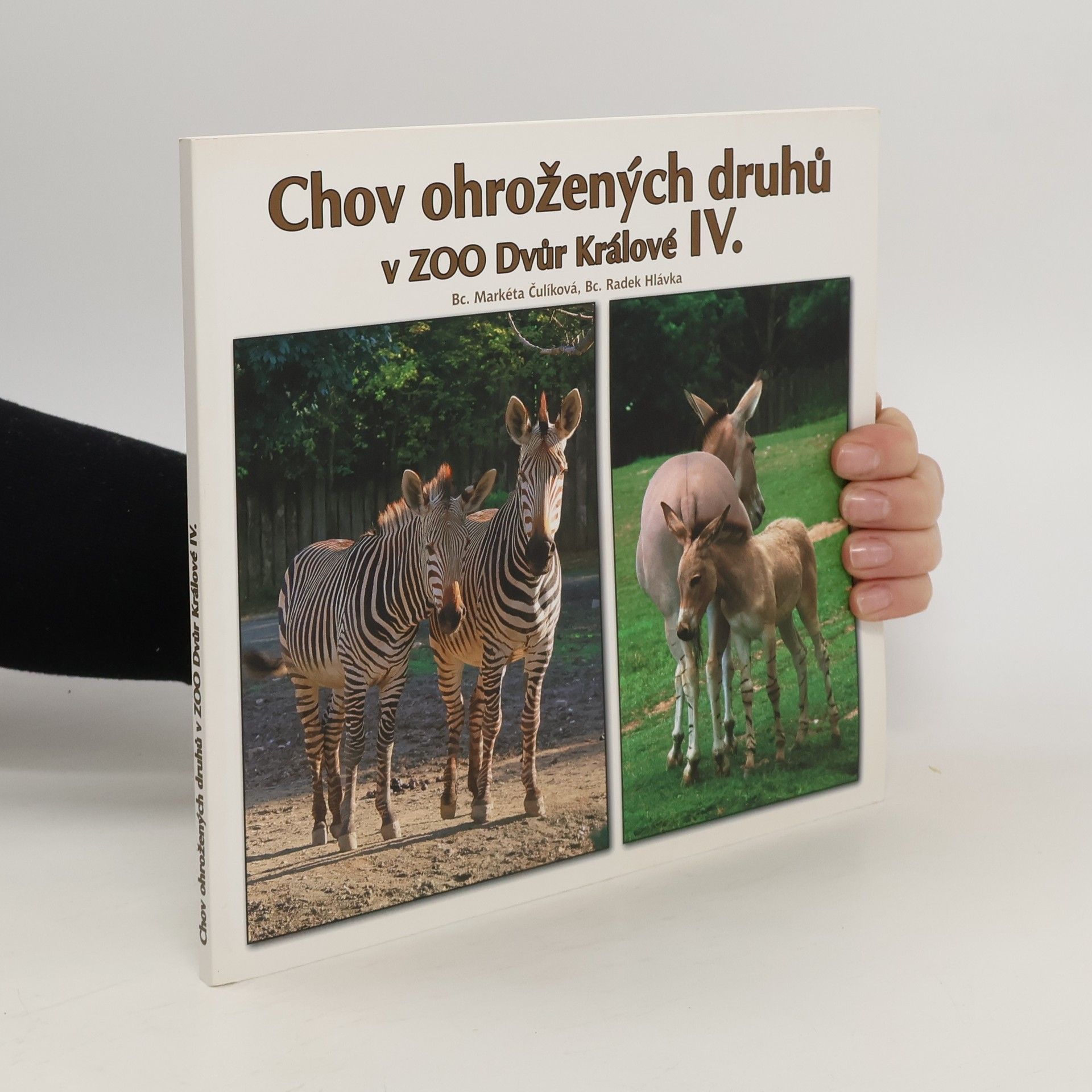 Markéta Čulíková Chov ohrožených druhů v ZOO Dvůr Králové. IV., zebra, osel