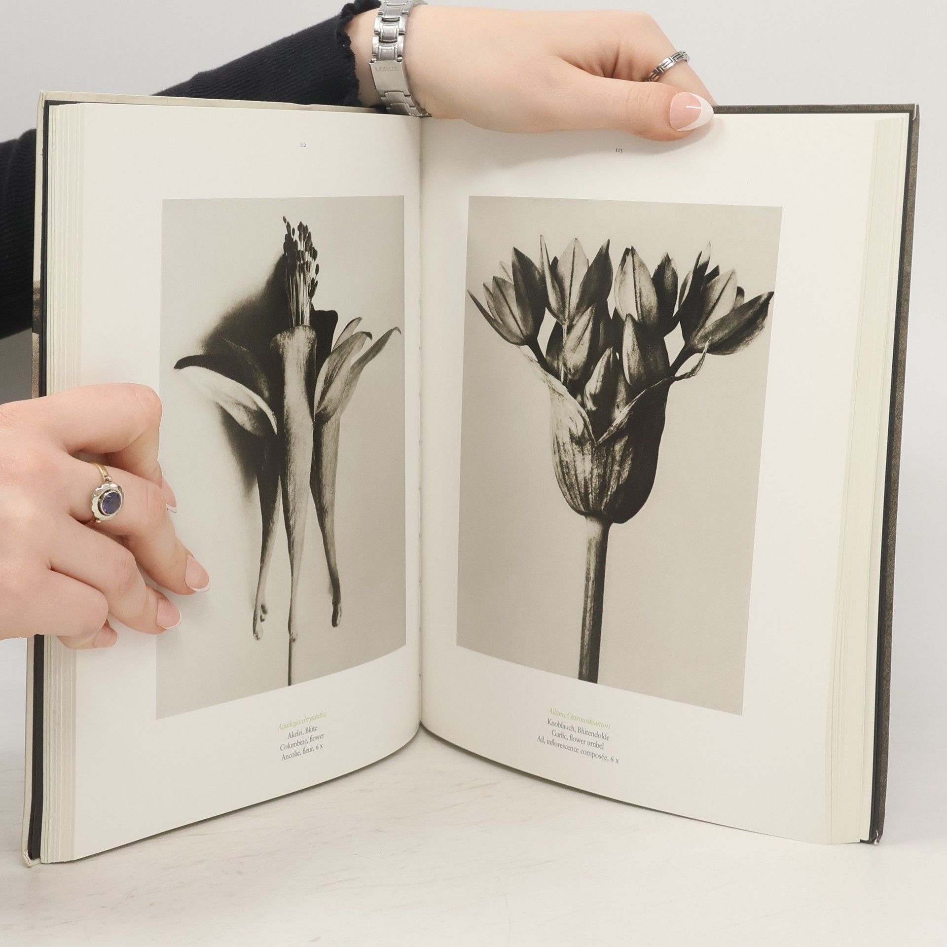 Karl Blossfeldt Karl Blossfeldt