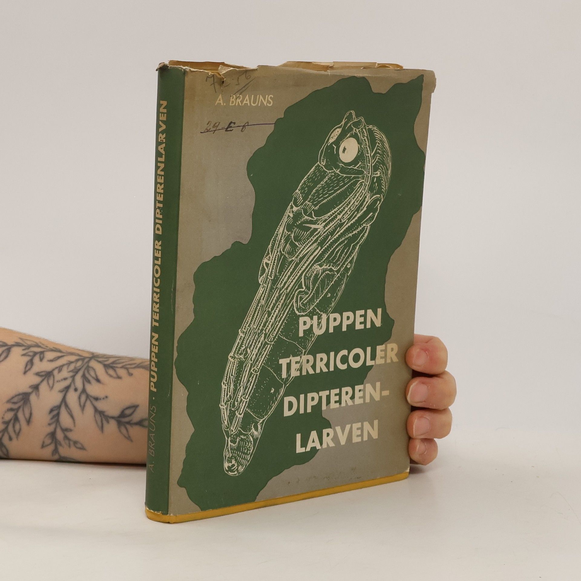 Adolf Brauns Puppen Terricoler Dipterenlarven