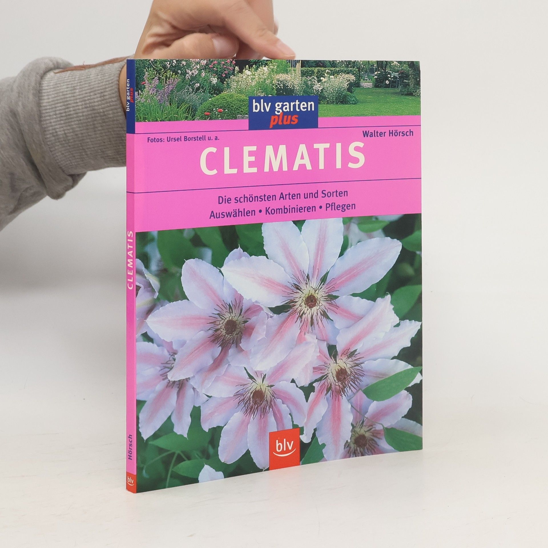 Ursel Borstell Clematis