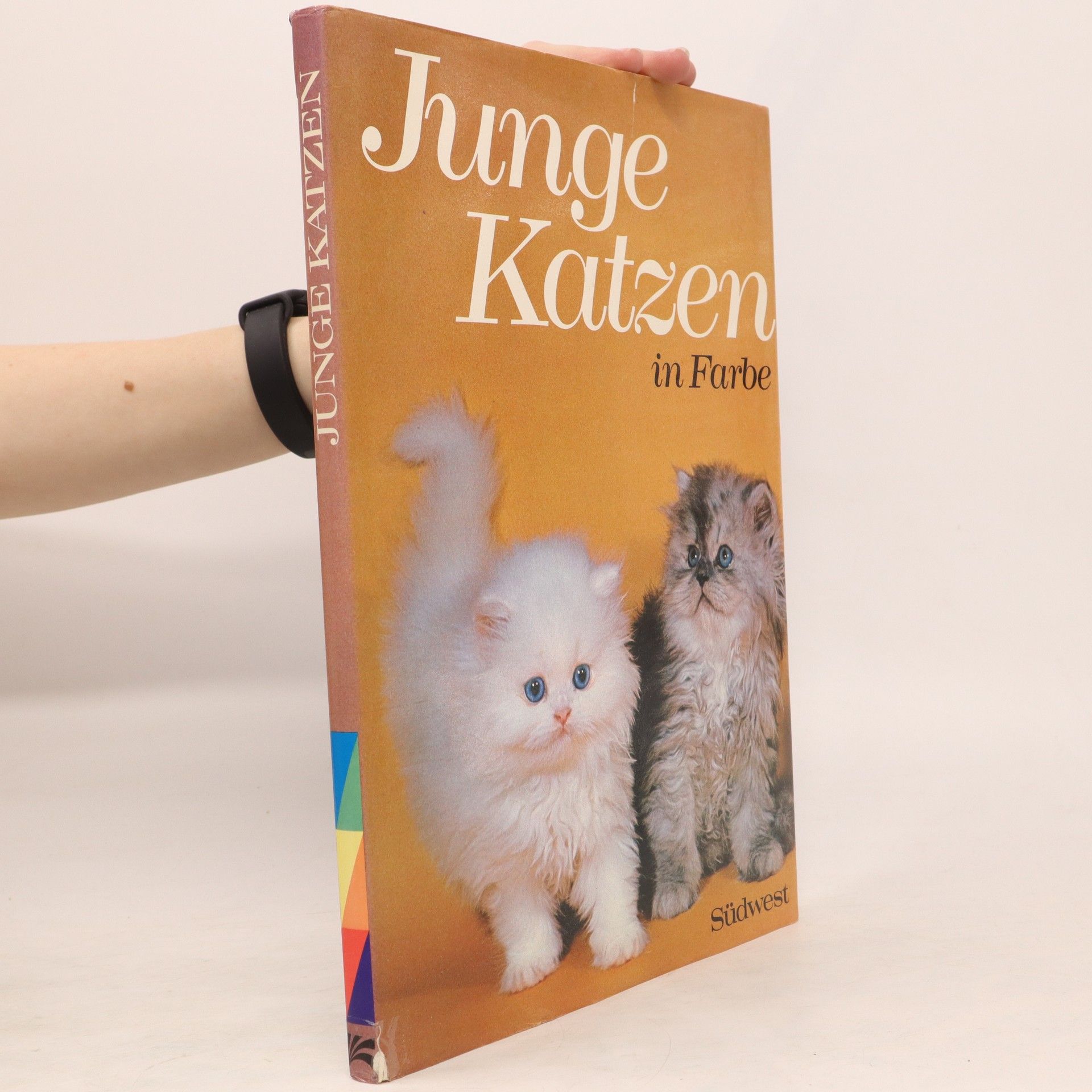 Angela Rixon Junge Katzen in Farbe