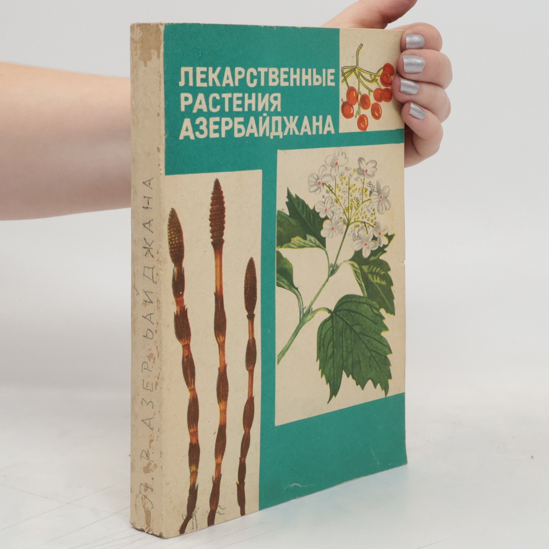 Autorenkollektiv Лекарственные растения Азербайджана