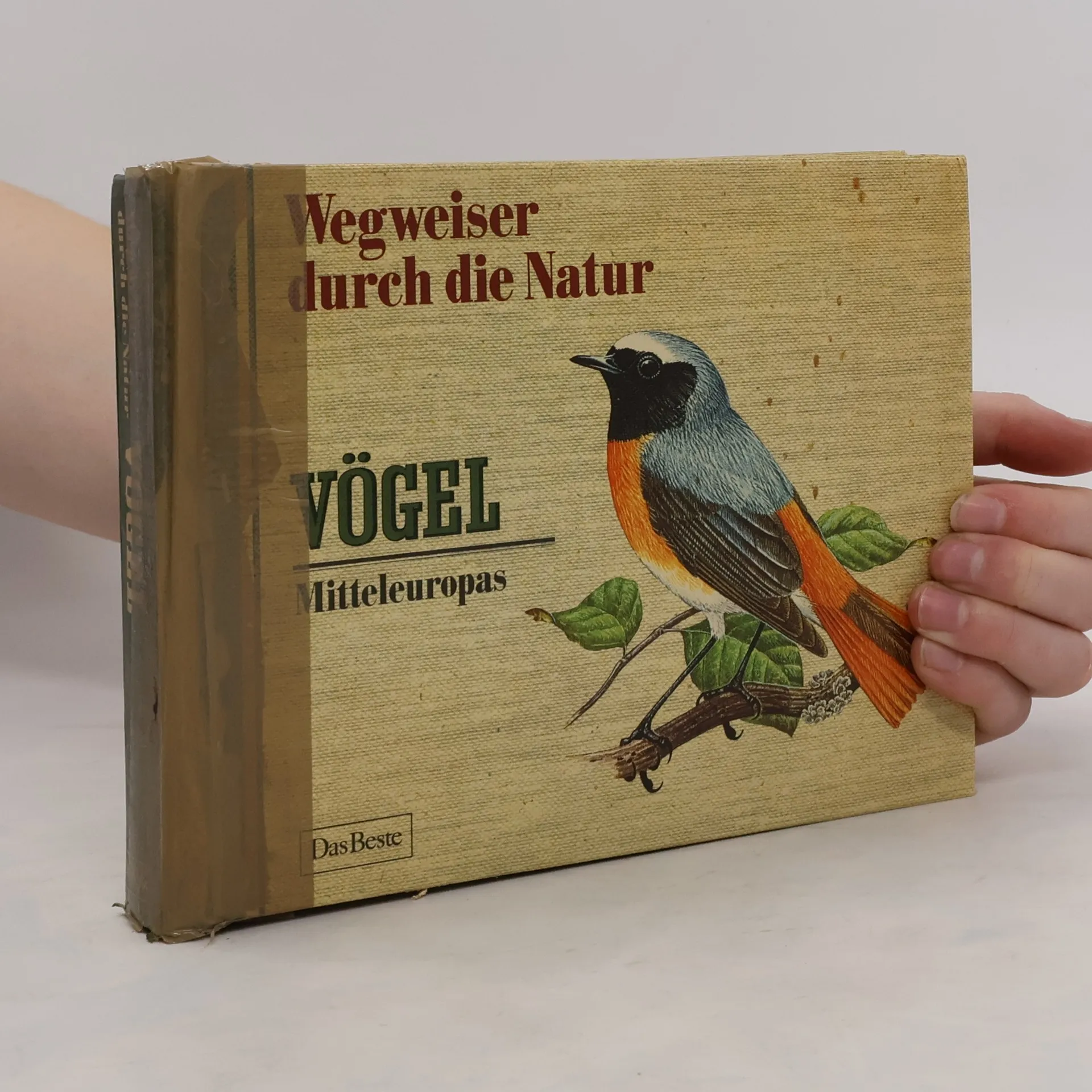 Wegweiser durch die Natur. Vögel Mitteleuropas | Buch | Hardcover | kolektiv