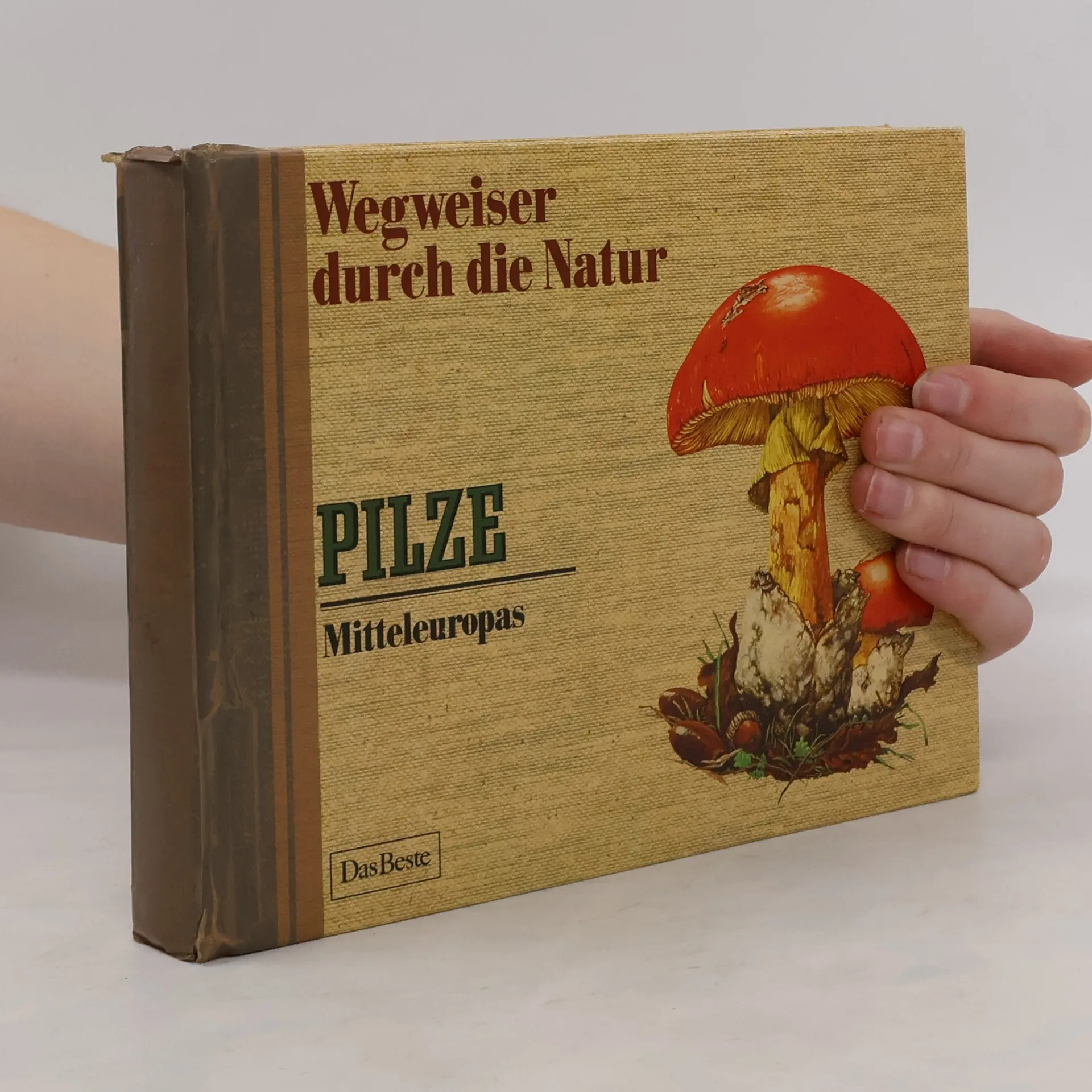 Wegweiser durch die Natur. Pilze | Buch | Hardcover | kolektiv