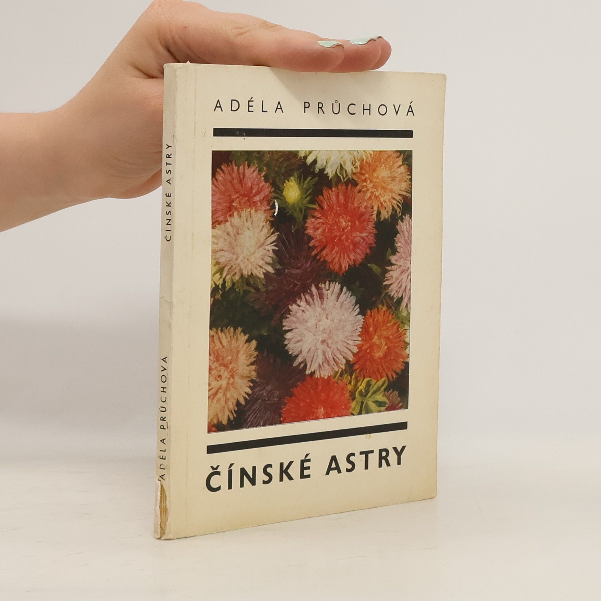 Adéla Průchová Čínske astry