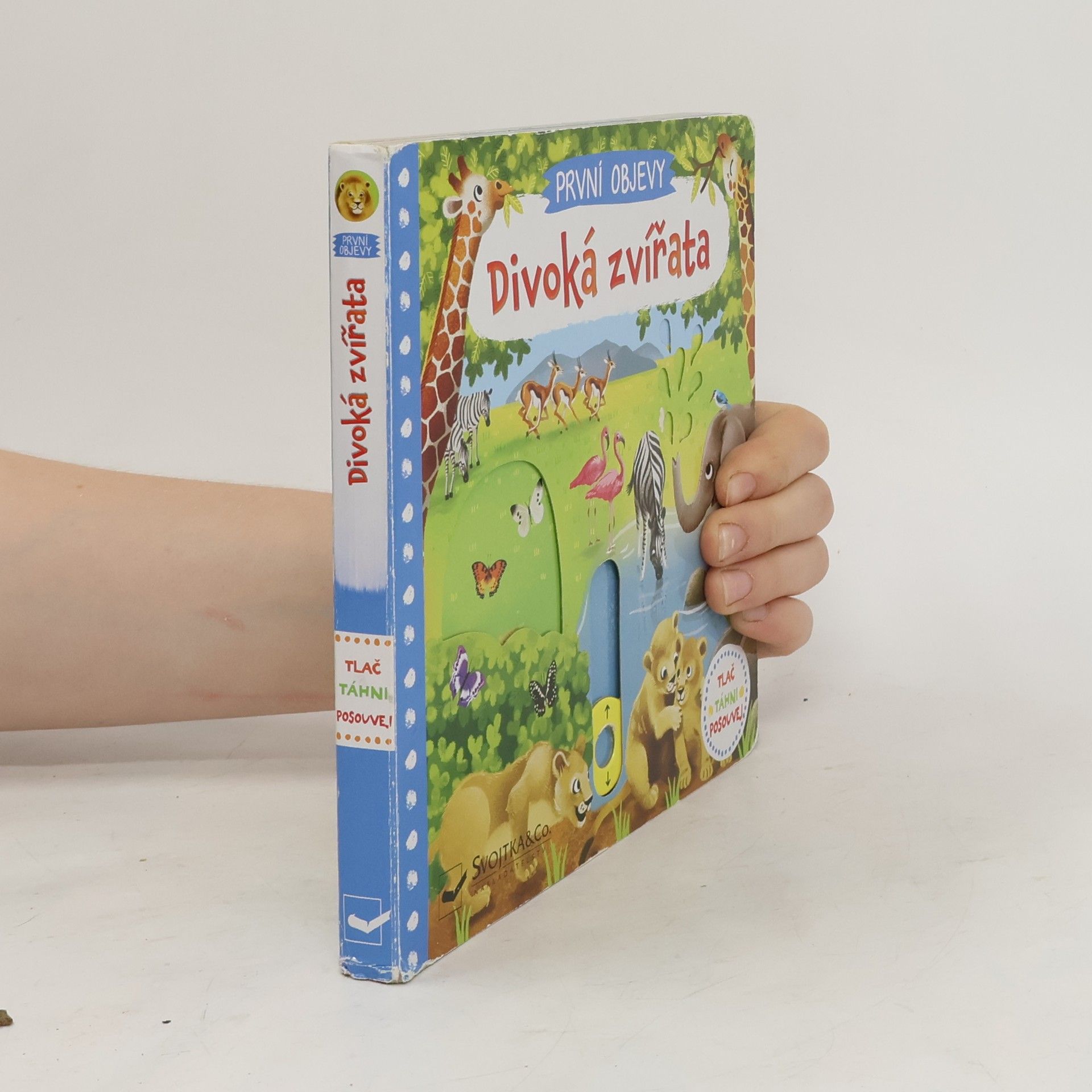 Jenny Wren Divoká zvířata