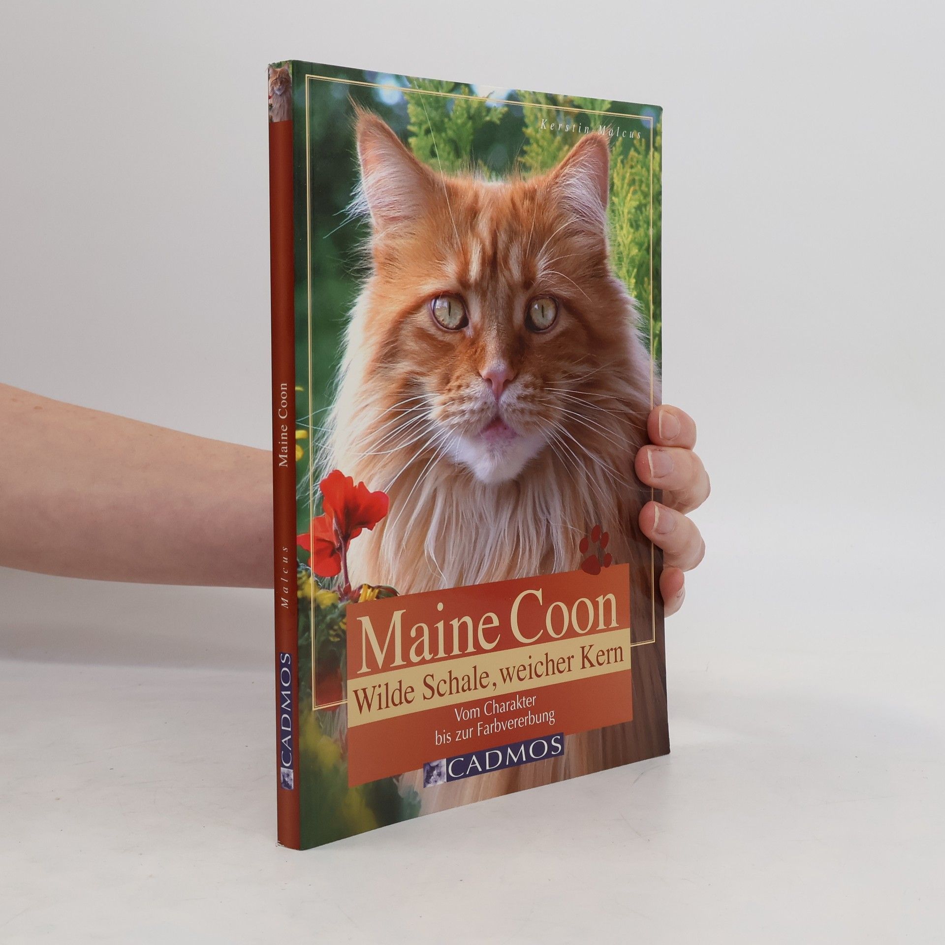 Kerstin Malcus Maine Coon